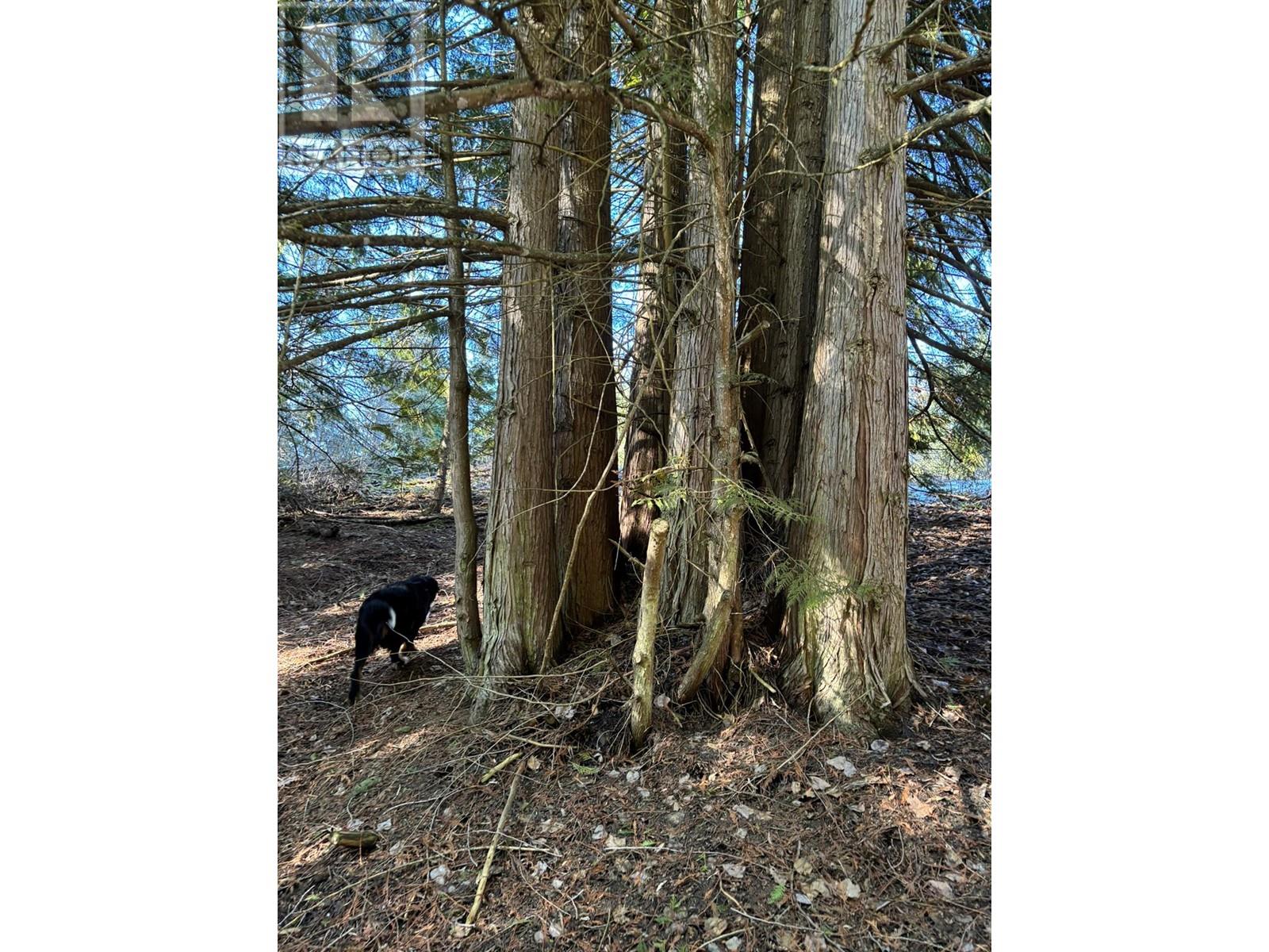 937 Tappen Valley Road Lot# 2, Tappen, British Columbia  V0E 2X3 - Photo 29 - 10345866