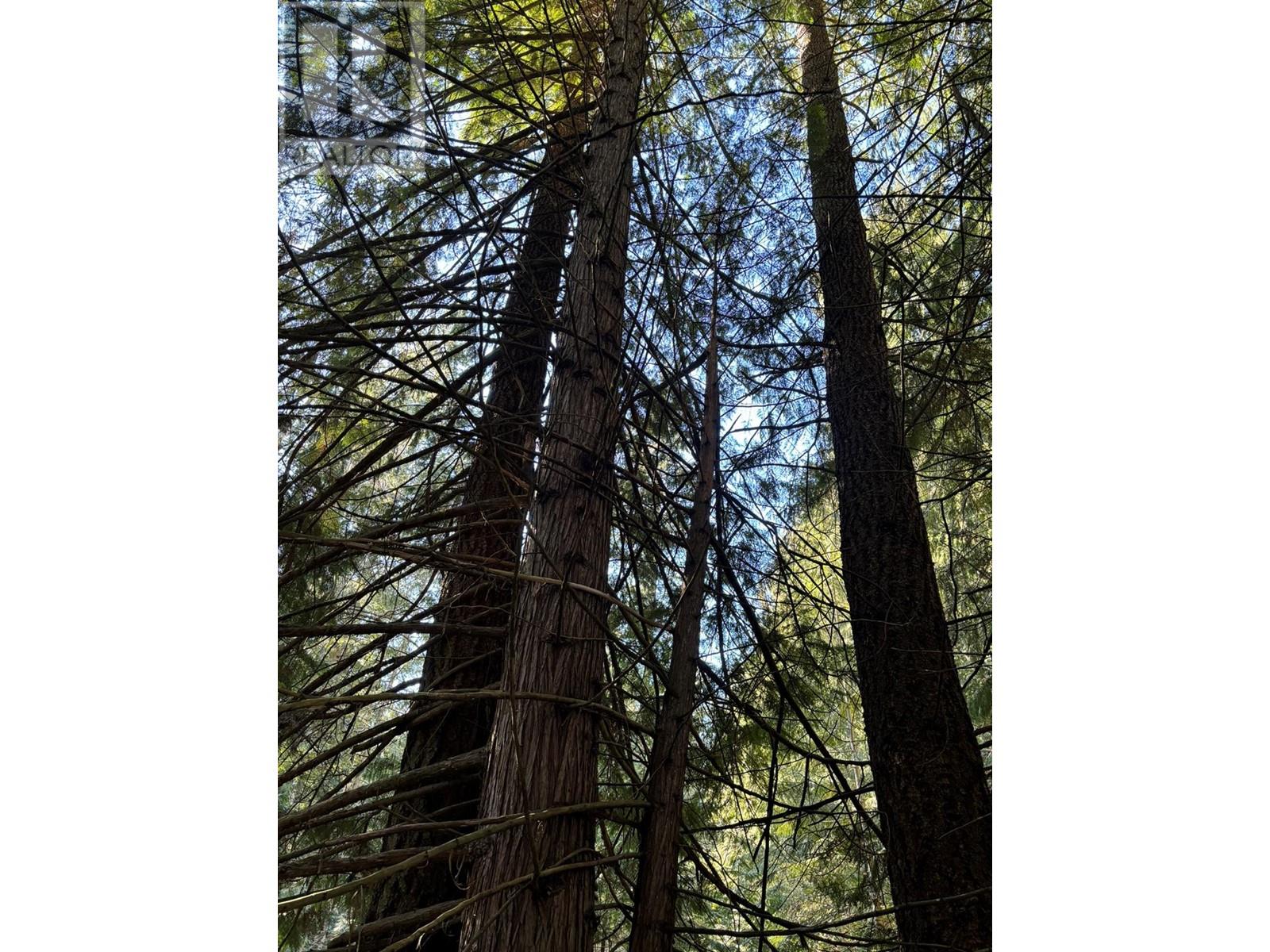 937 Tappen Valley Road Lot# 2, Tappen, British Columbia  V0E 2X3 - Photo 30 - 10345866
