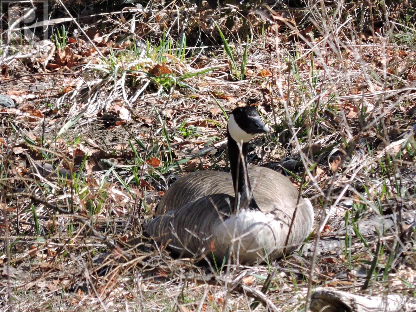 1660 3 Highway, Midway, British Columbia  V0H 1M0 - Photo 9 - 10346274