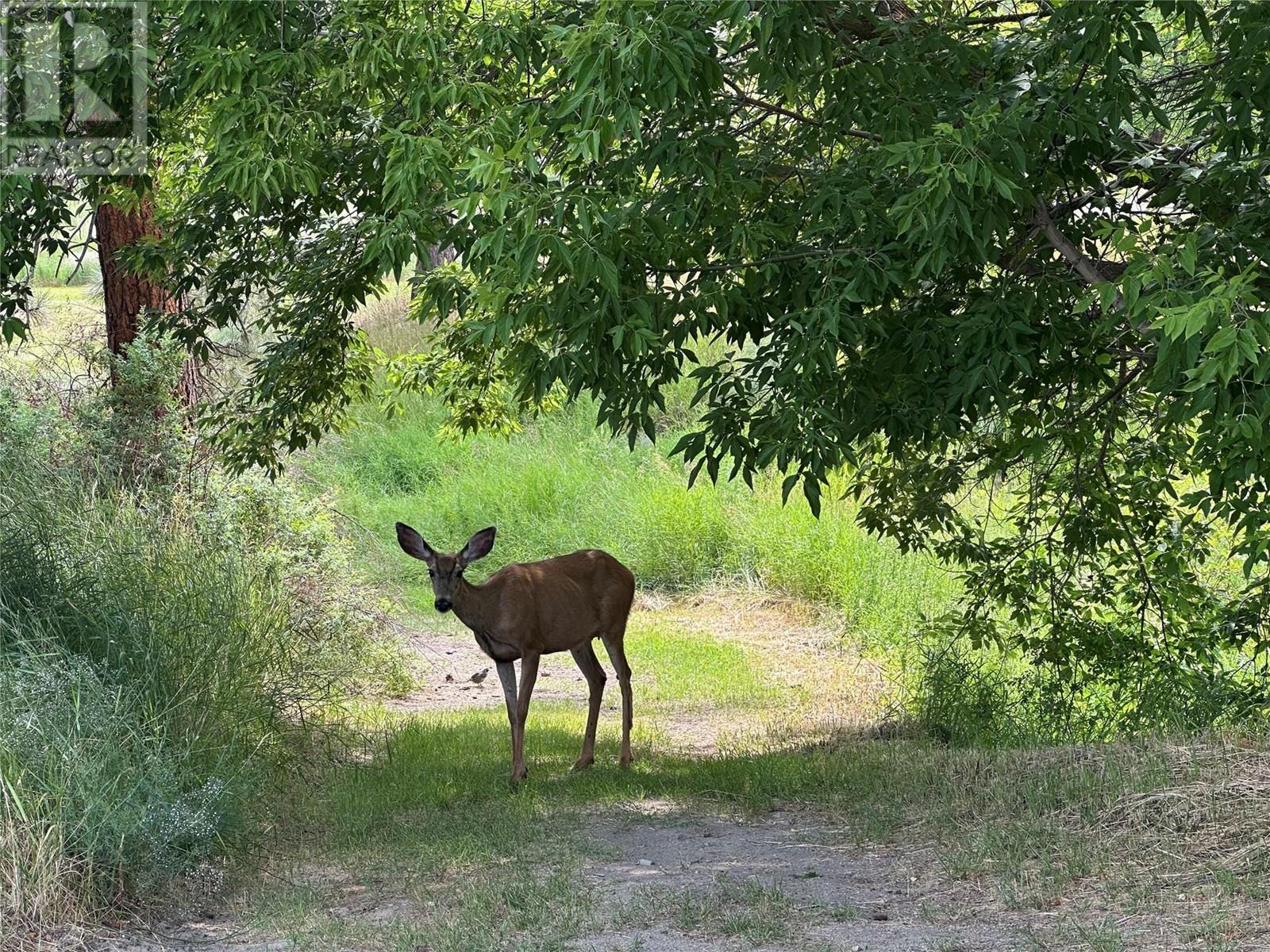 1348 Cedar Street, Okanagan Falls, British Columbia  V0H 1R0 - Photo 11 - 10354184