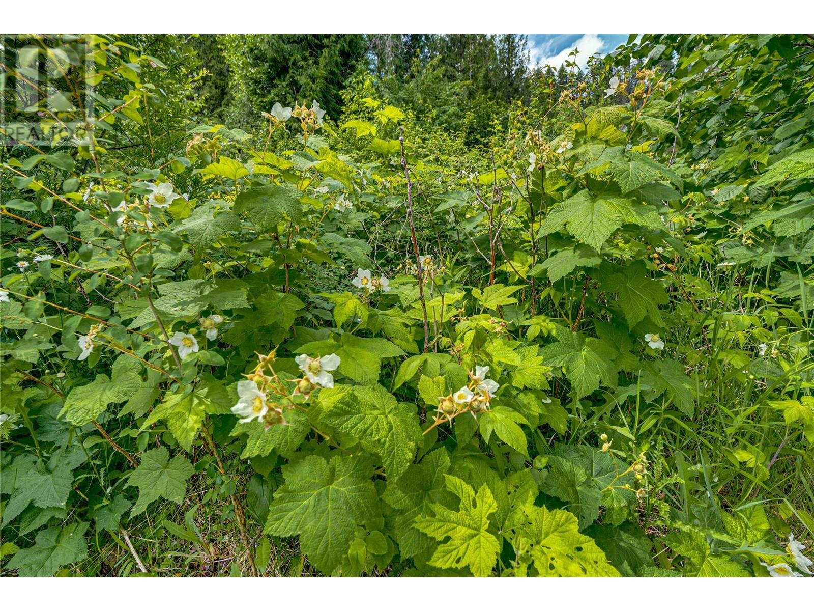 00 Richlands Road, Cherryville, British Columbia  V0E 2G1 - Photo 36 - 10353672
