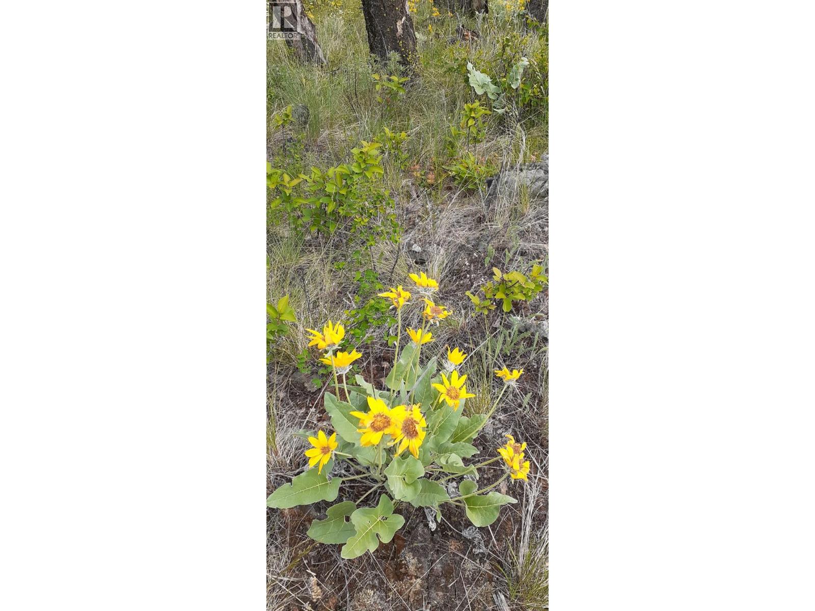 Lot 1 & 2 Gibson Road, Lumby, British Columbia  V0E 2G0 - Photo 24 - 10356942