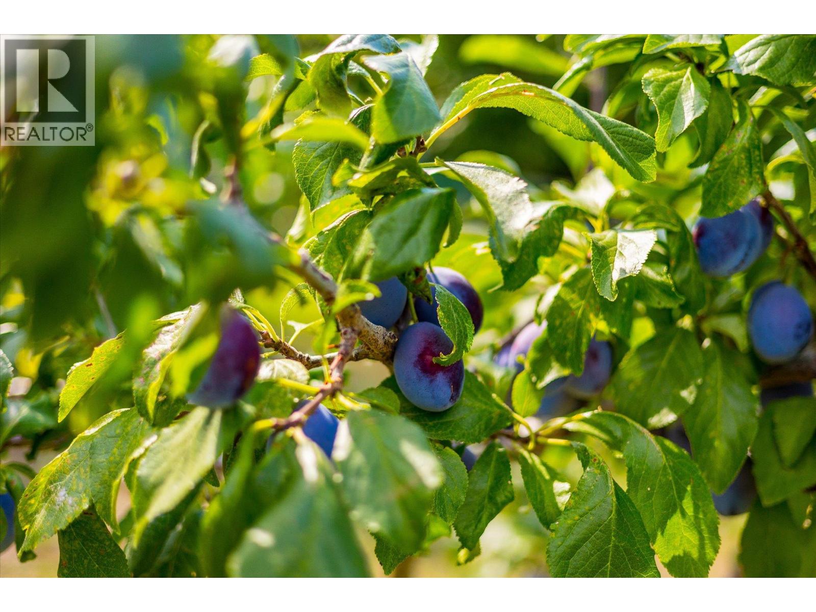 802 Coulthard Road, Cawston, British Columbia  V0X 1C2 - Photo 46 - 10359738