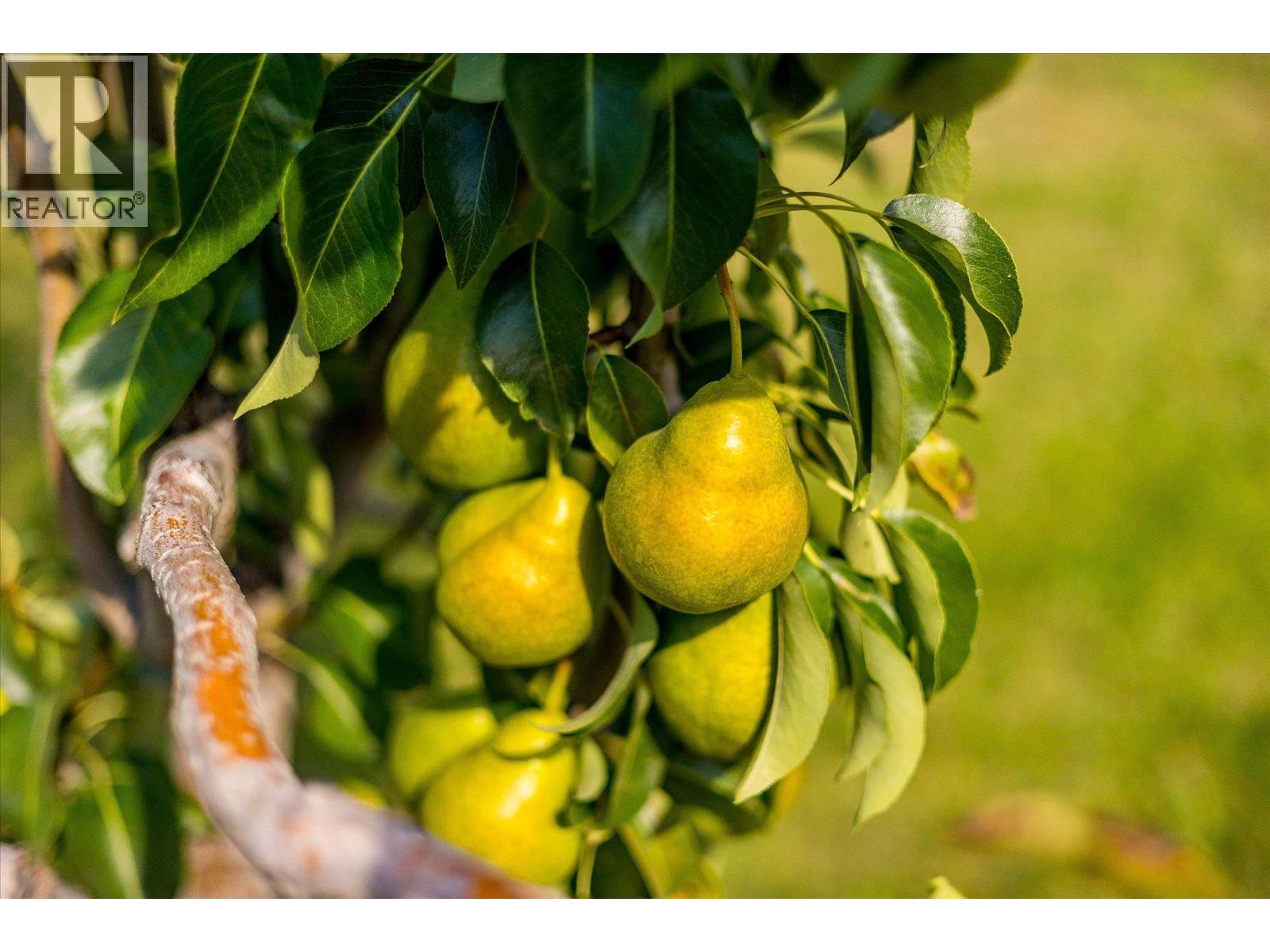 802 Coulthard Road, Cawston, British Columbia  V0X 1C2 - Photo 47 - 10359738