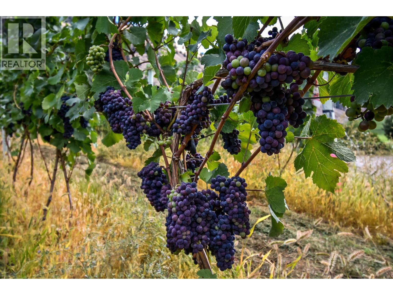 1143 Highway 3, Cawston, British Columbia  V0X 1C3 - Photo 61 - 10363032