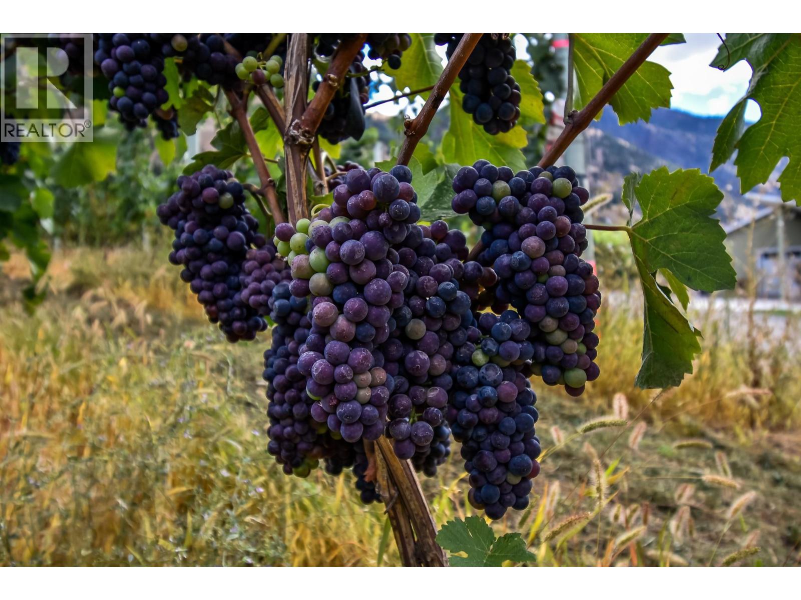 1143 Highway 3, Cawston, British Columbia  V0X 1C3 - Photo 40 - 10363022