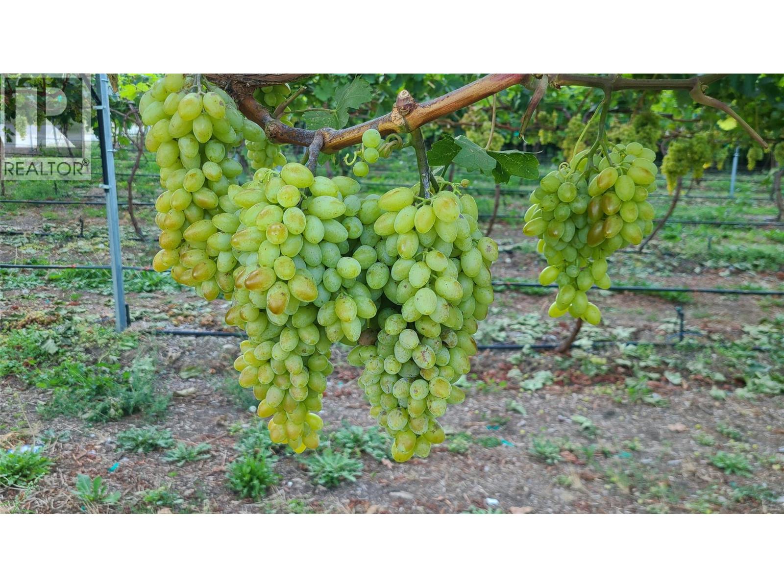 7298 97 Highway, Oliver, British Columbia  V0H 1T0 - Photo 19 - 10362673