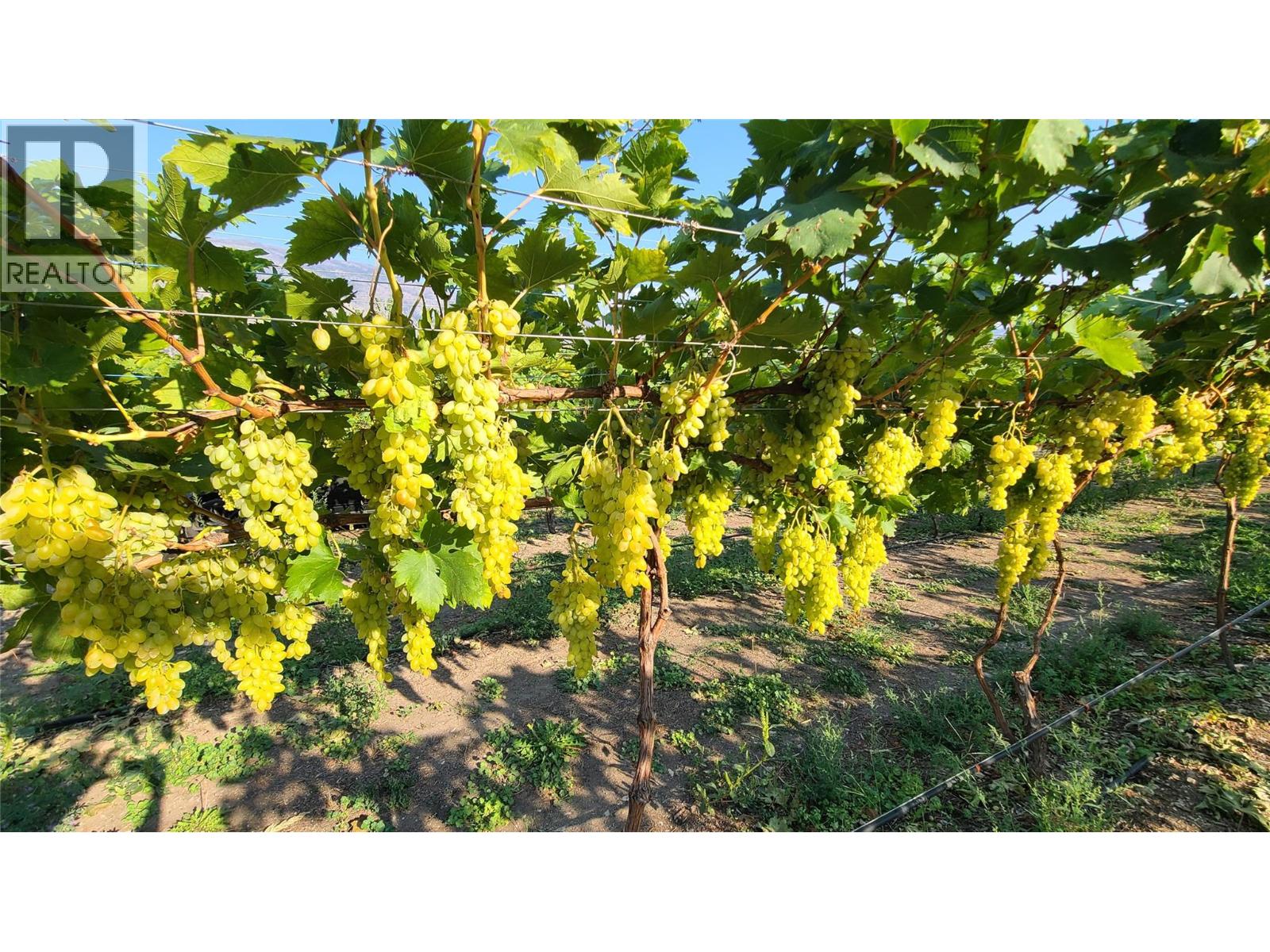 7298 97 Highway, Oliver, British Columbia  V0H 1T0 - Photo 9 - 10362673