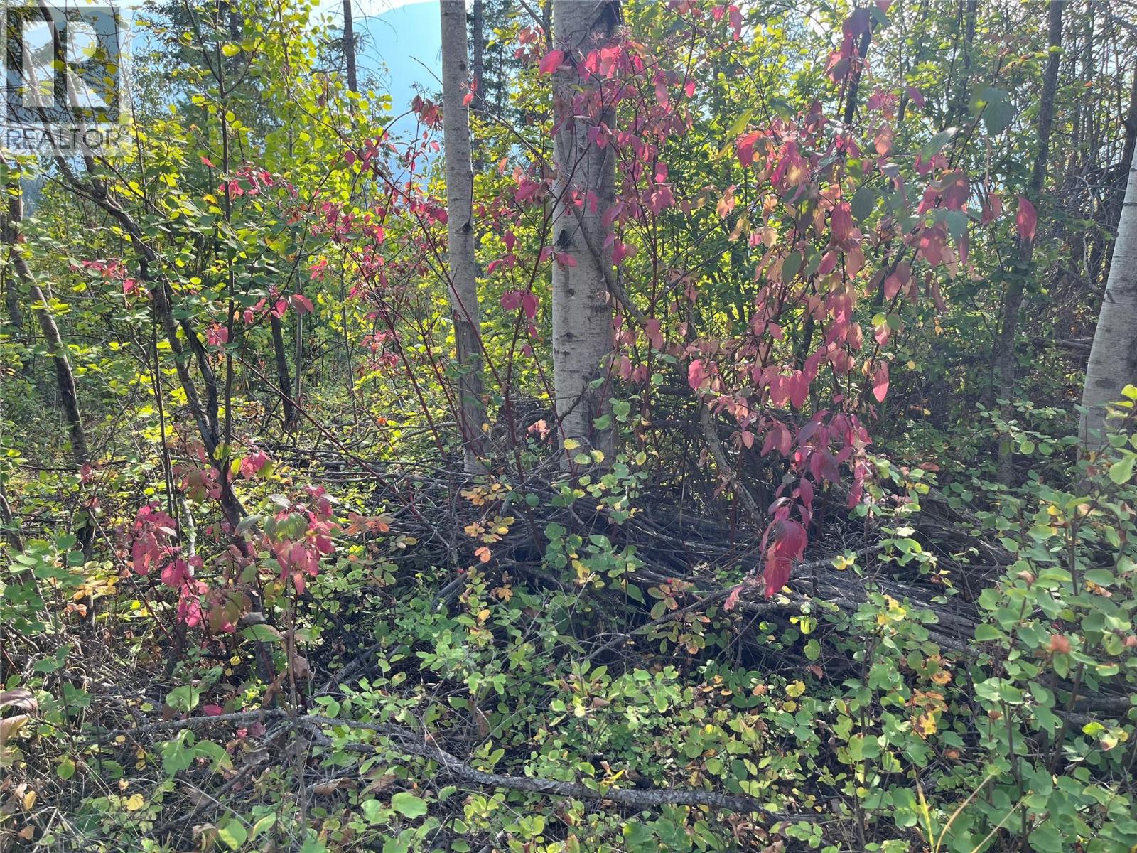 842 Almberg Road Unit# Remainder Lot# Lot, Golden, British Columbia  V0A 1H0 - Photo 19 - 10363605