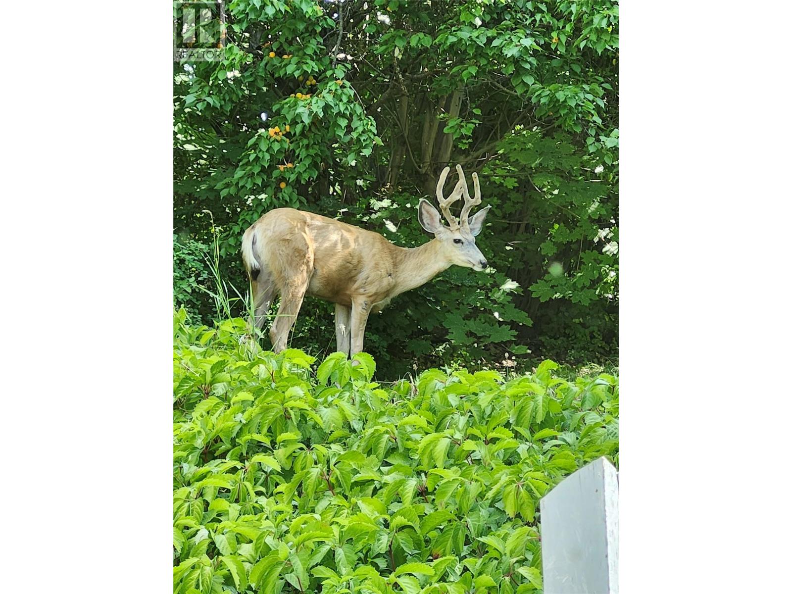 1430 Lakeshore Road Ne, Salmon Arm, British Columbia  V1E 2V7 - Photo 67 - 10364299