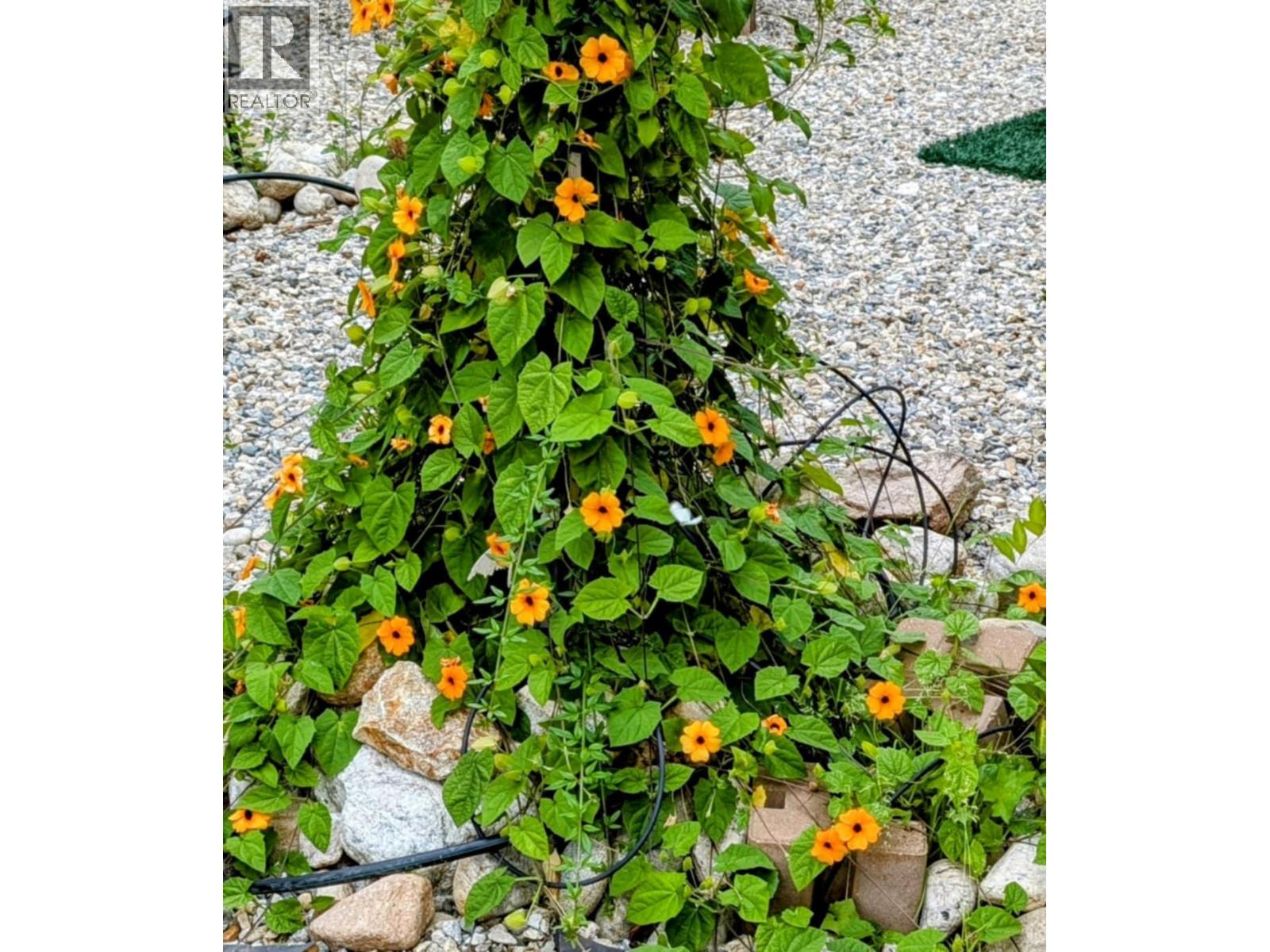 34199 Luoma Road Unit# 153, Malakwa, British Columbia  V0E 2J0 - Photo 63 - 10364321