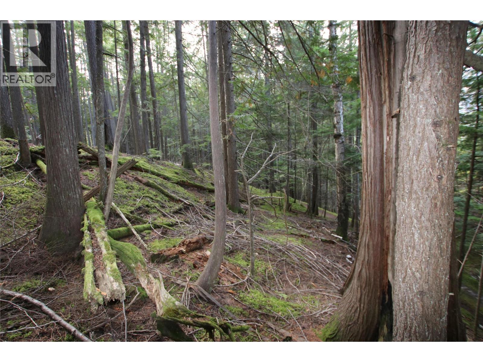 Lot 23 Highway 6, Burton, British Columbia  V0G 1R1 - Photo 6 - 10364732