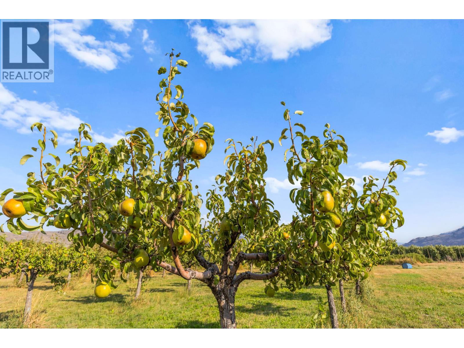 294 Road 18 Road, Oliver, British Columbia  V0H 1T1 - Photo 66 - 10367371