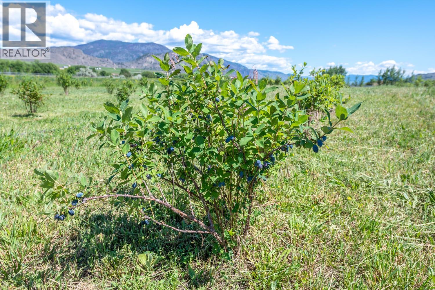 294 Road 18 Road, Oliver, British Columbia  V0H 1T1 - Photo 31 - 10367463