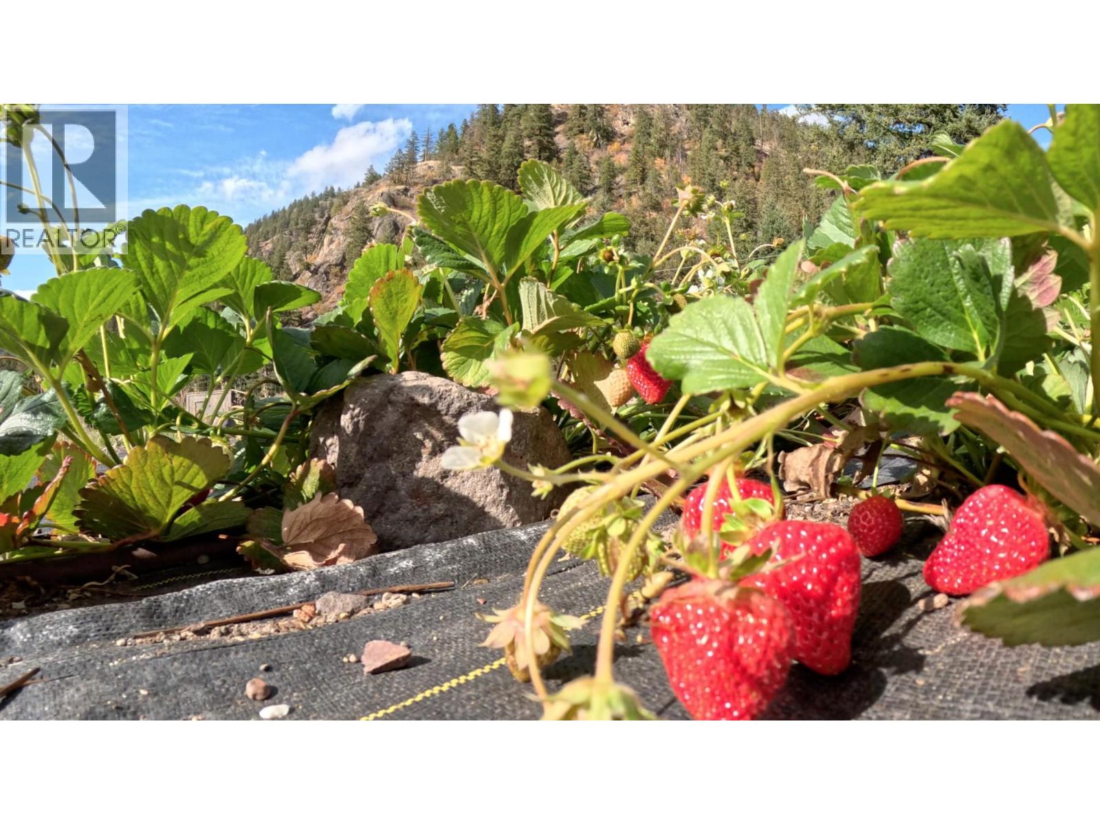 1618 White Lake Road, Kaleden, British Columbia  V0X 1N6 - Photo 6 - 10368751