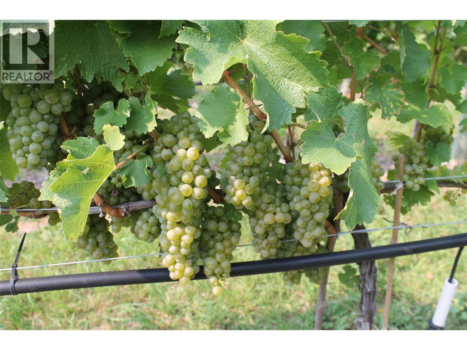 7361 Tucelnuit Drive, Oliver, British Columbia  V0H 1T2 - Photo 47 - 10370273