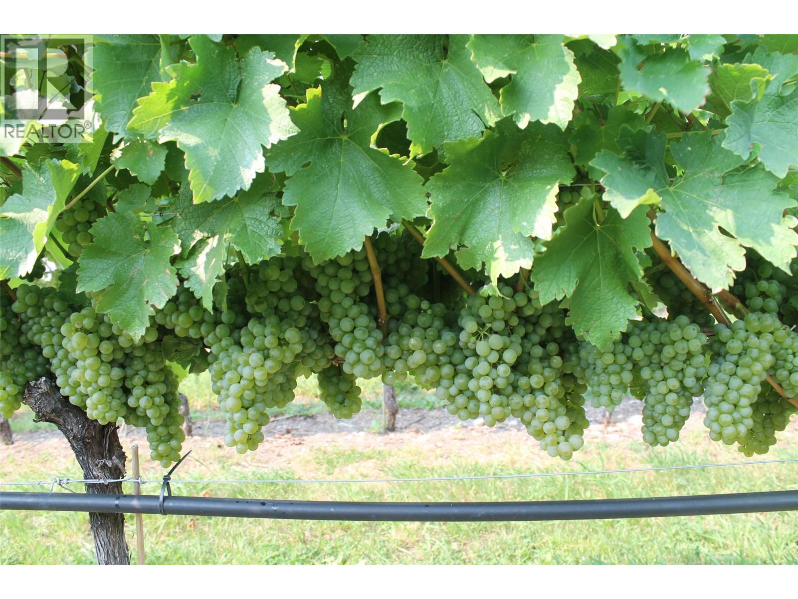 7361 Tucelnuit Drive, Oliver, British Columbia  V0H 1T2 - Photo 48 - 10370273