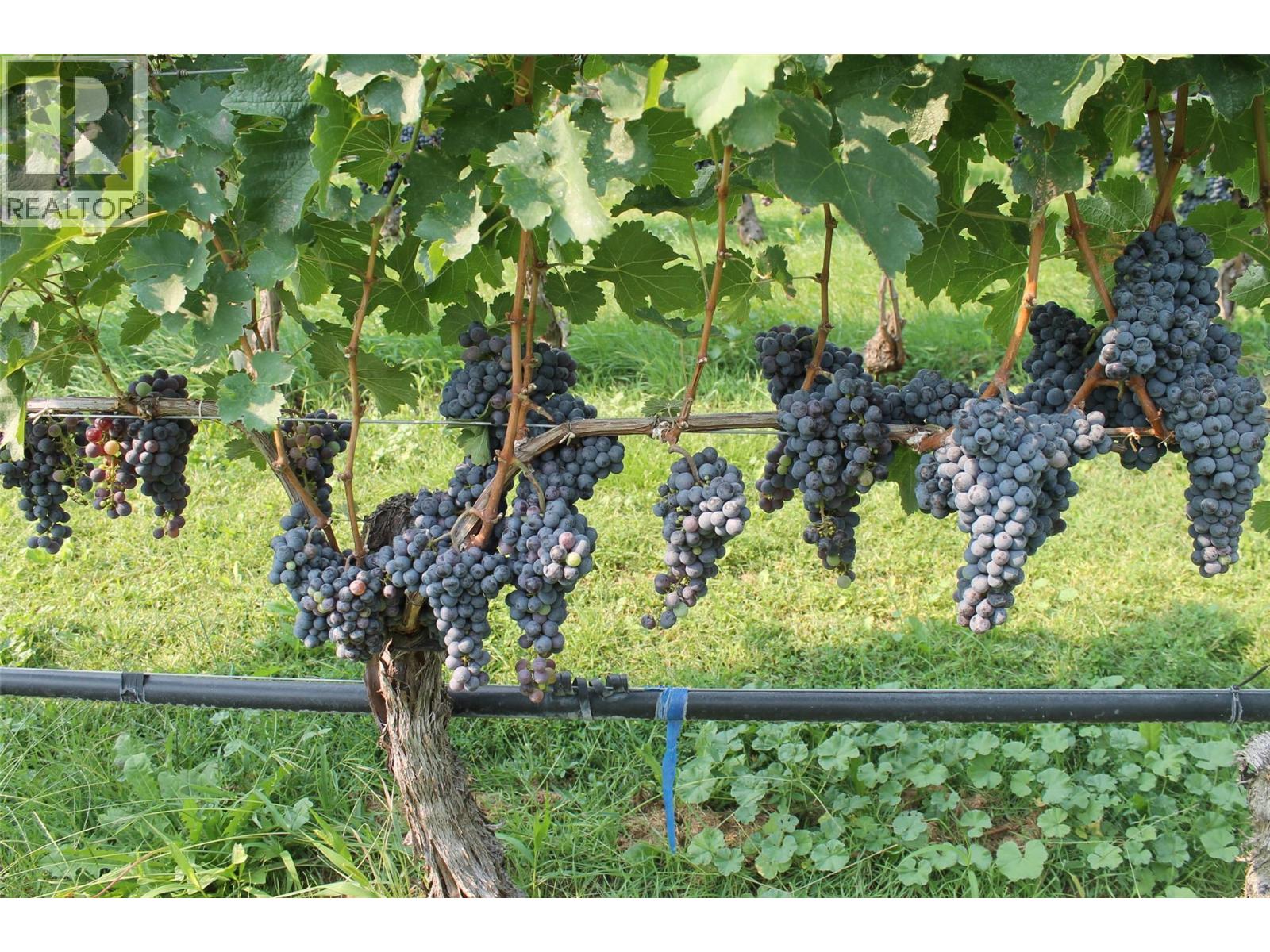 7361 Tucelnuit Drive, Oliver, British Columbia  V0H 1T2 - Photo 49 - 10370273