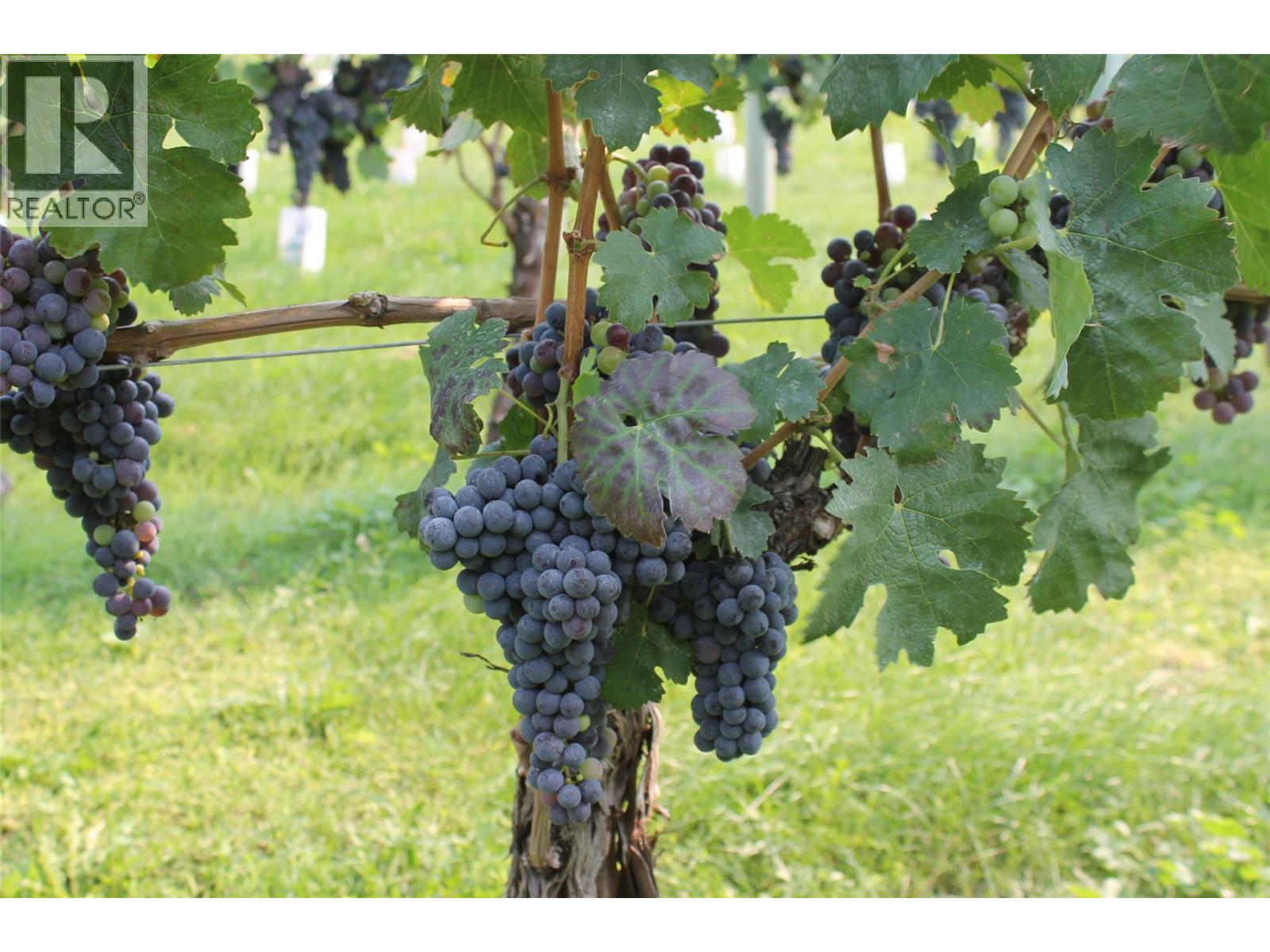 7361 Tucelnuit Drive, Oliver, British Columbia  V0H 1T2 - Photo 51 - 10370273