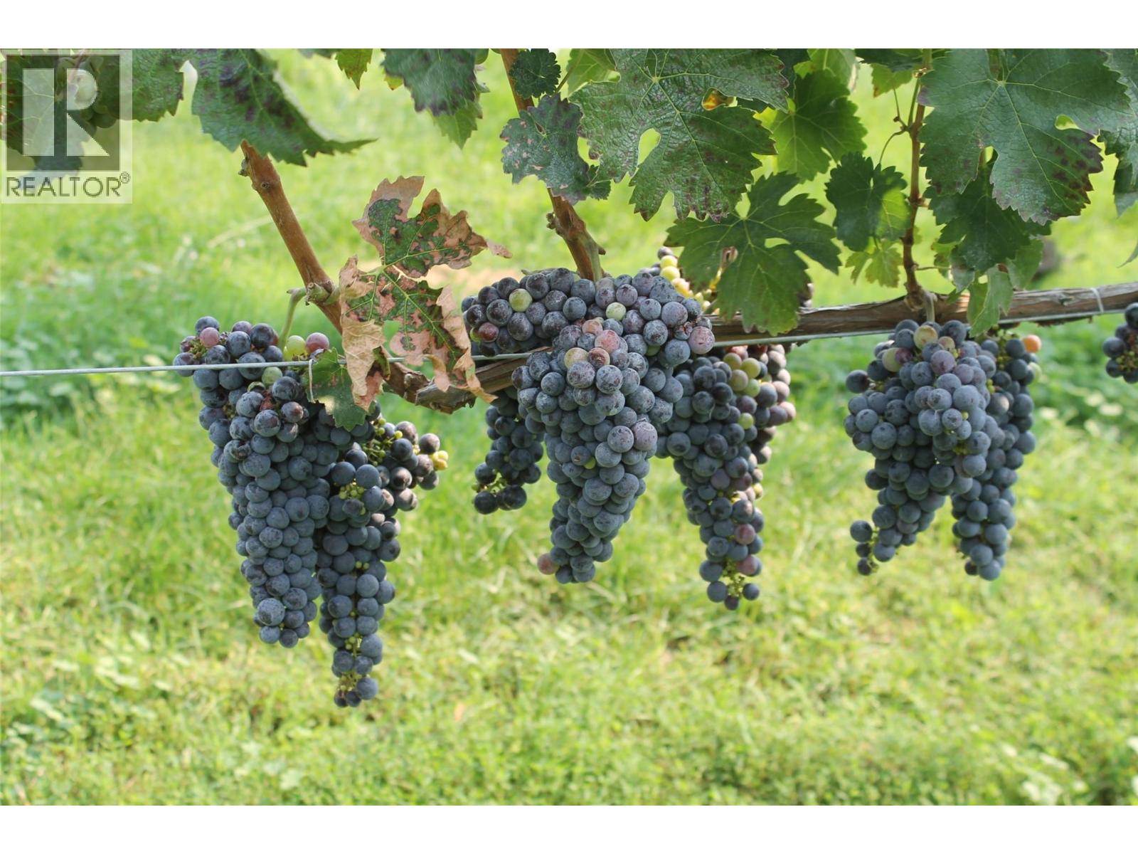 7361 Tucelnuit Drive, Oliver, British Columbia  V0H 1T2 - Photo 53 - 10370273