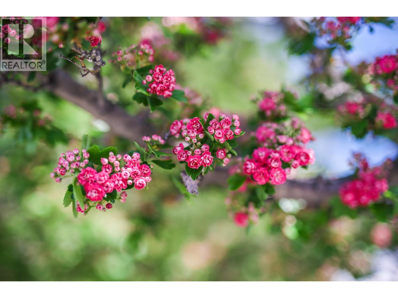 8009 87th Street, Osoyoos, British Columbia  V0H 1V0 - Photo 3 - 10370604