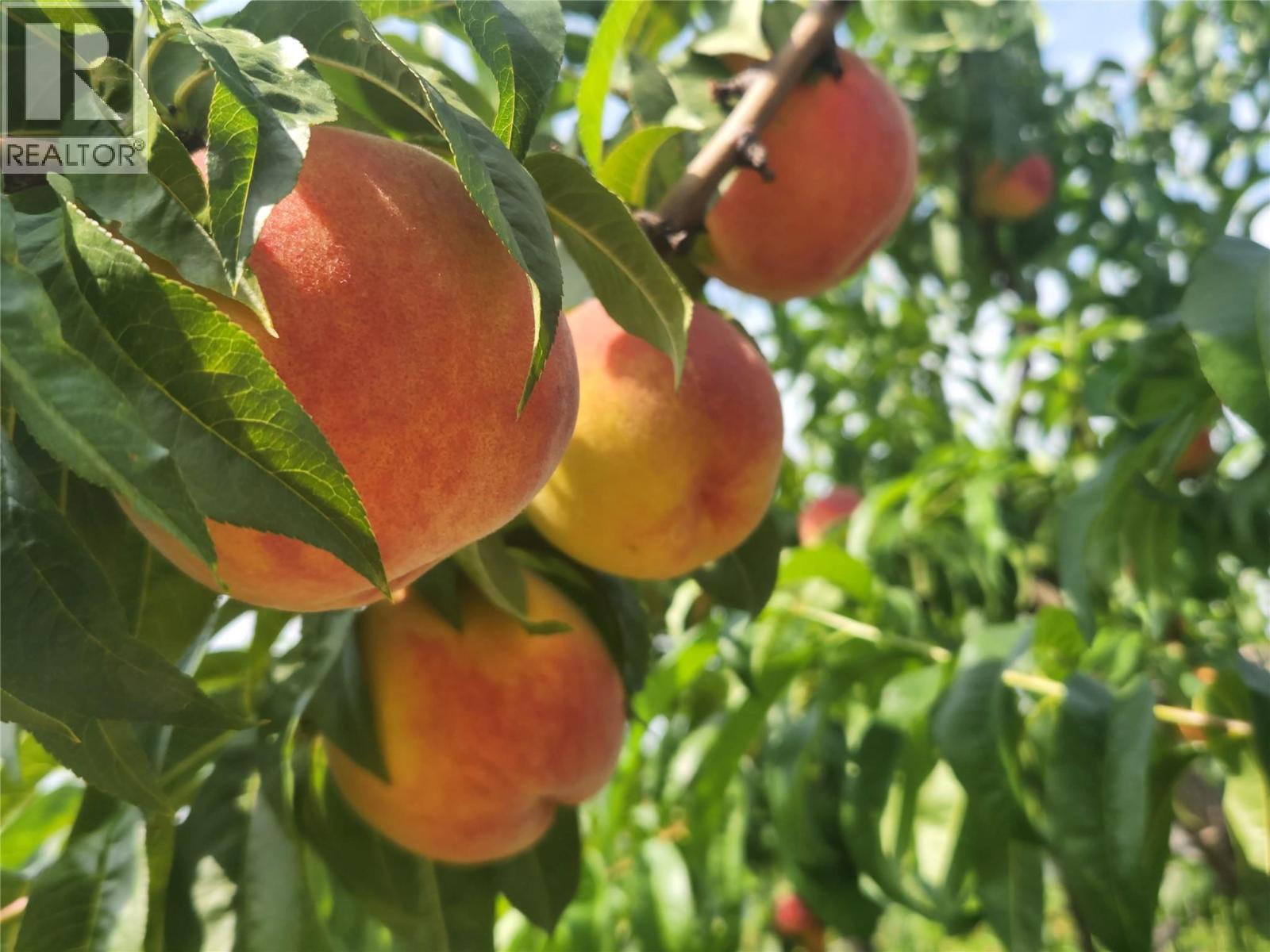 9701 Jones Flat Road, Summerland, British Columbia  V0H 1Z3 - Photo 7 - 10370930