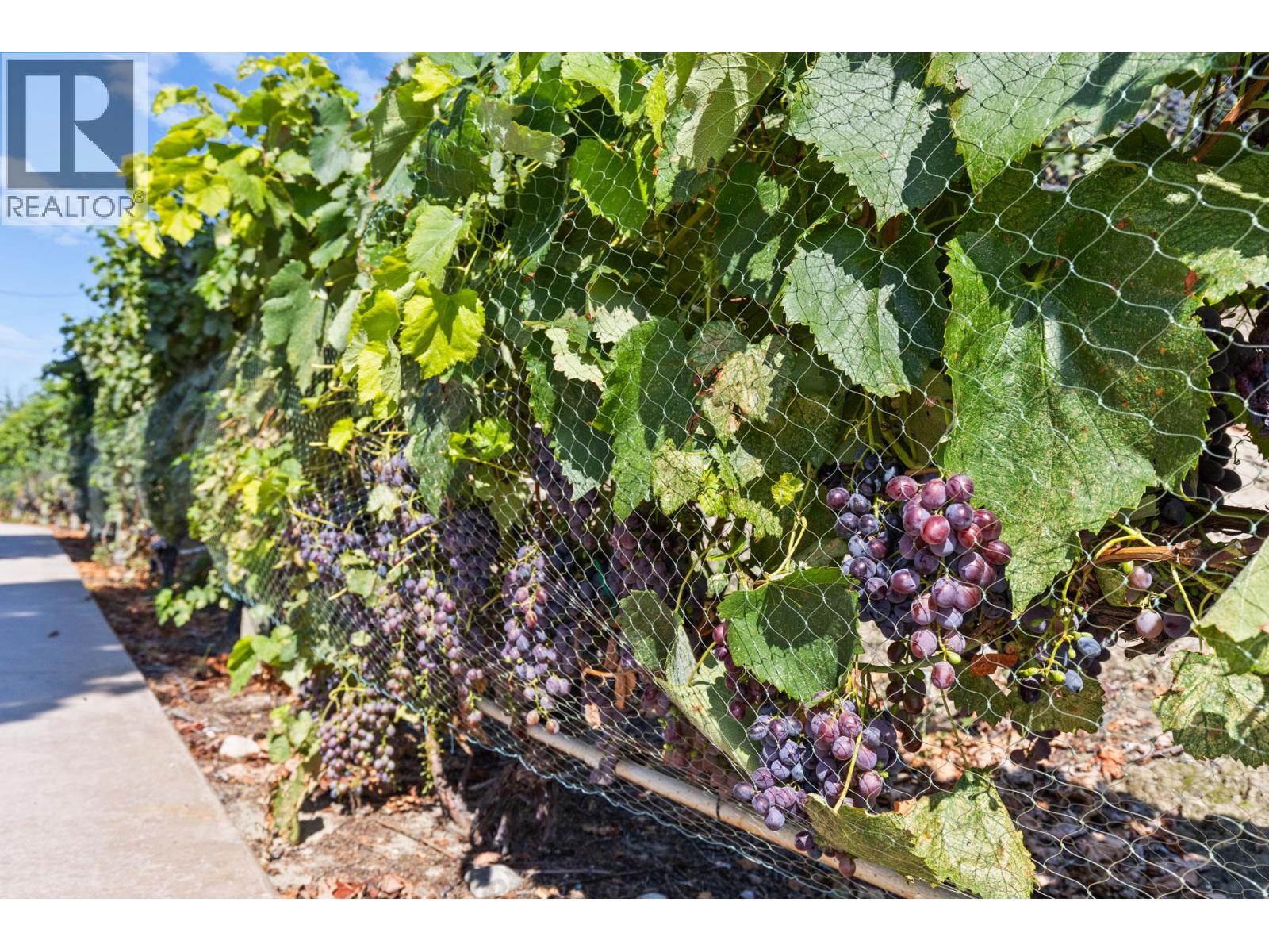 385 Matheson Road, Okanagan Falls, British Columbia  V0H 1R5 - Photo 35 - 10372489