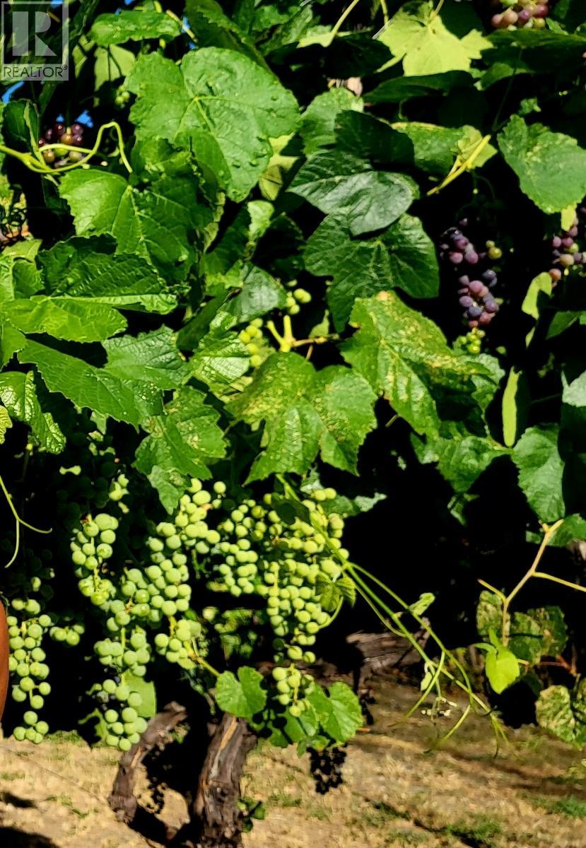 1602 85th Street, Osoyoos, British Columbia  V0H 1V1 - Photo 41 - 10375670