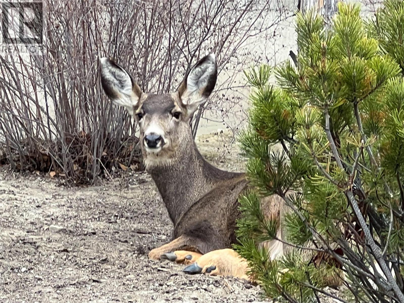 1637 Golf Ridge Way, Kamloops, British Columbia  V2H 0A5 - Photo 9 - 10375306