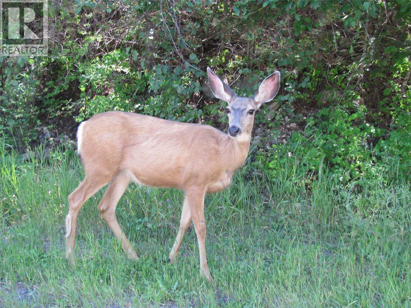 Crown Crescent Lot# 252, Vernon, British Columbia  V1B 4A2 - Photo 1 - 10377402