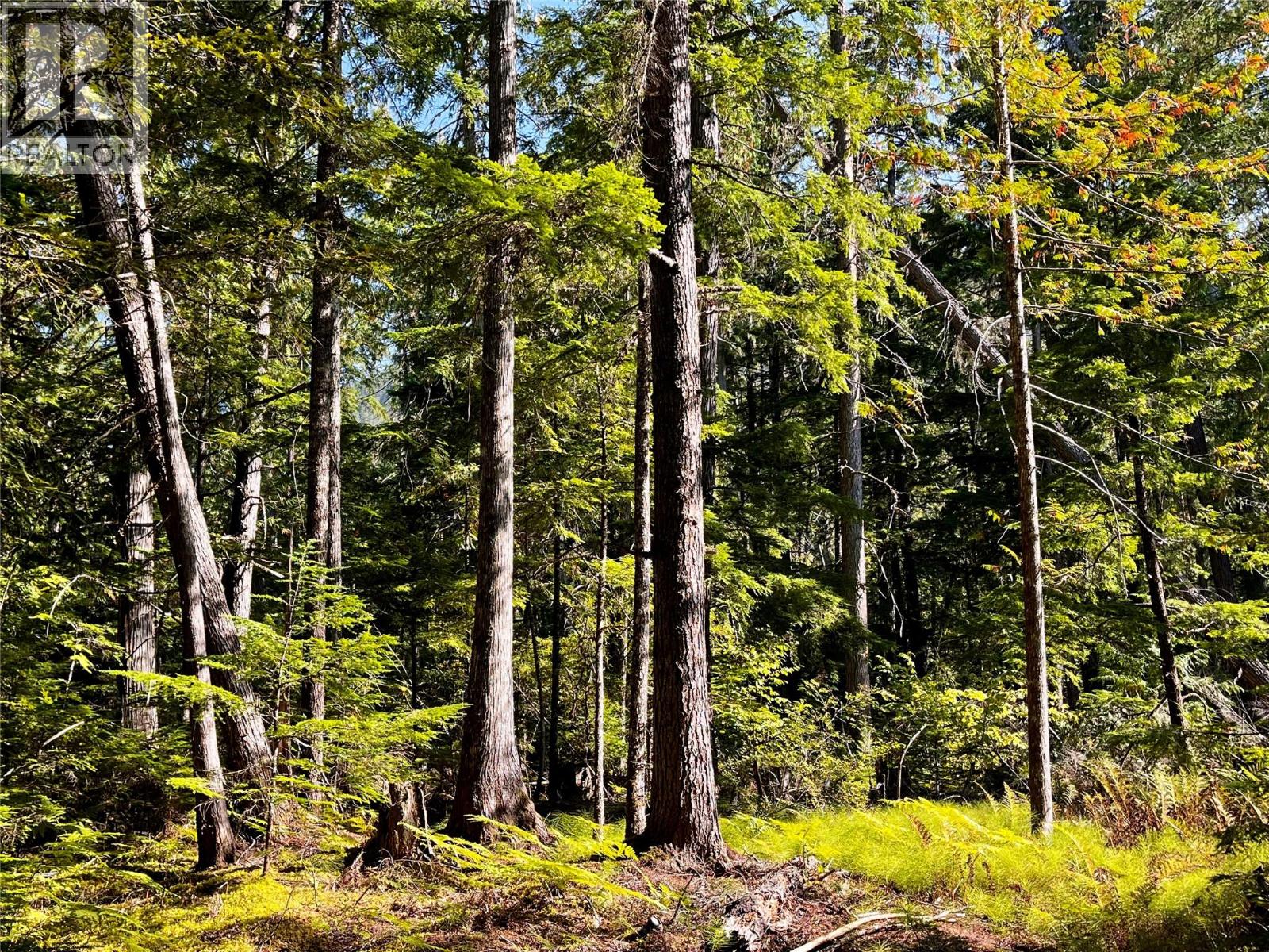785 Beech Road, Nakusp, British Columbia  V0G 1R1 - Photo 74 - 10377561