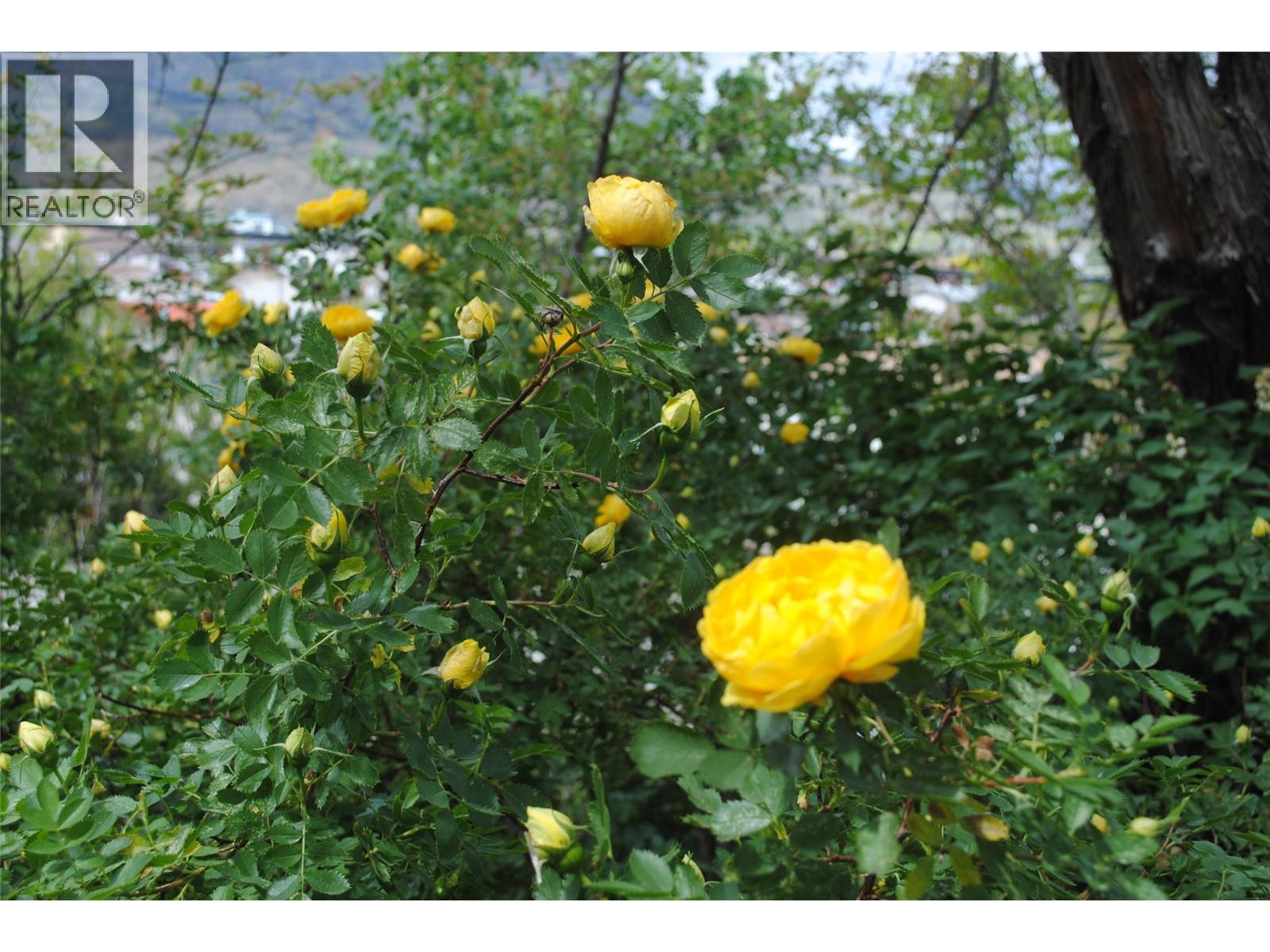 3 Dogwood Place, Osoyoos, British Columbia  V0H 1V1 - Photo 38 - 10378285