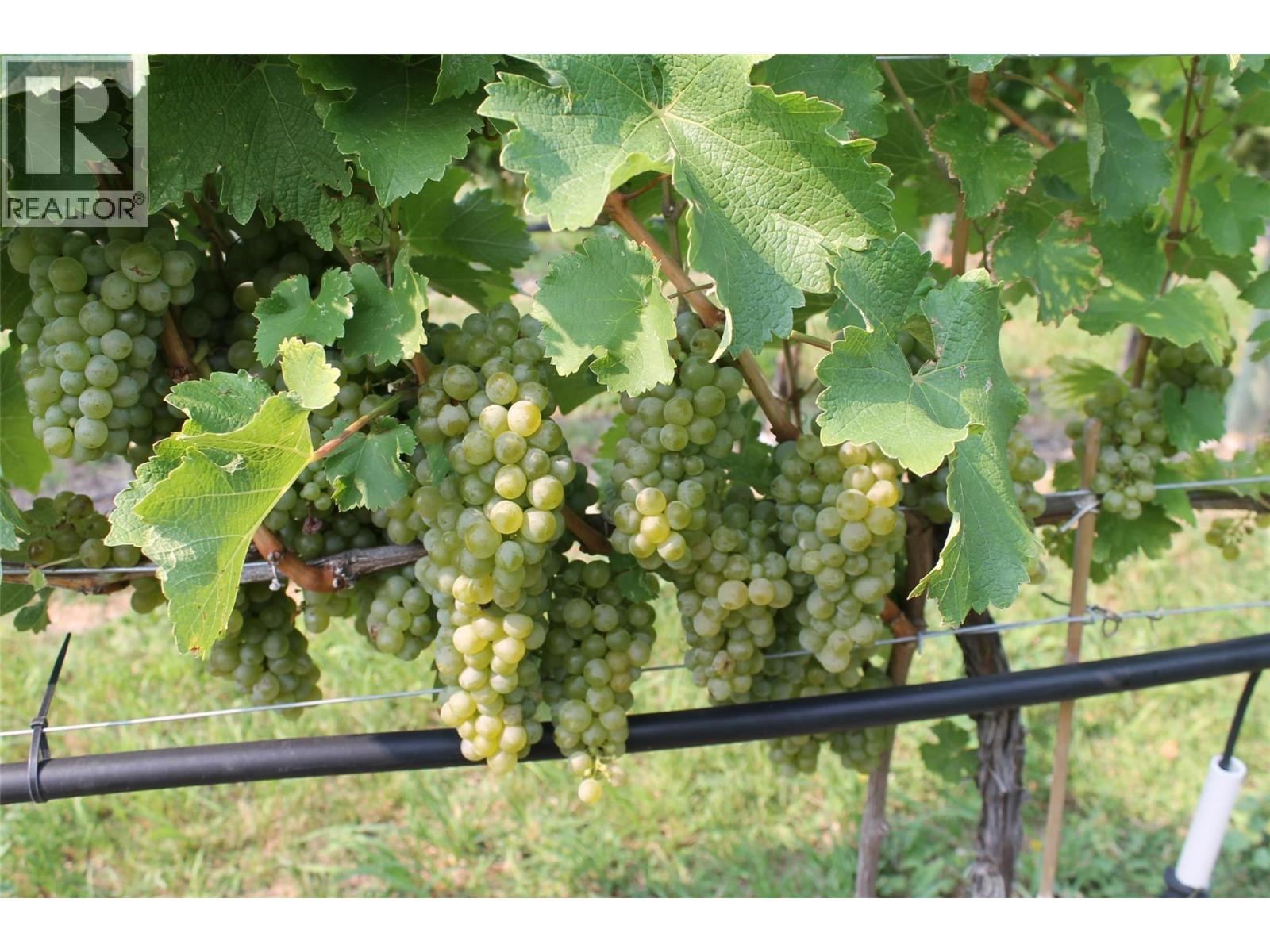 7361 Tucelnuit Drive, Oliver, British Columbia  V0H 1T2 - Photo 46 - 10378657