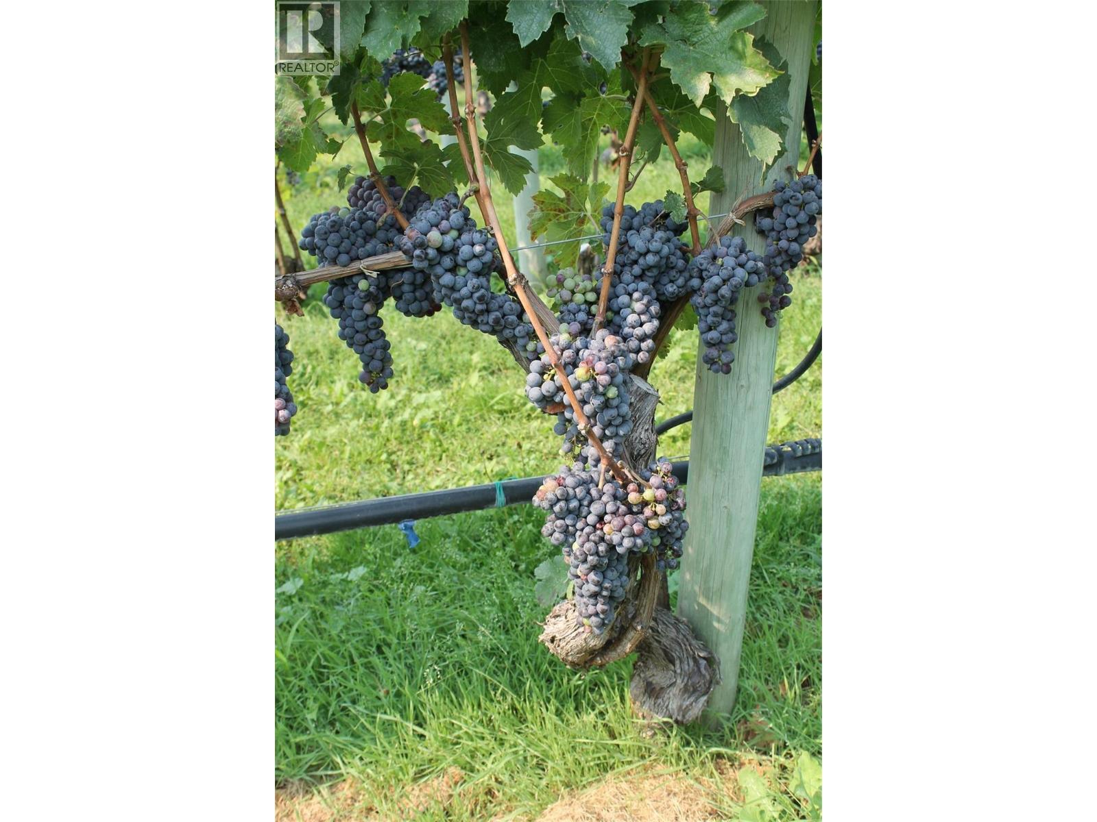 7361 Tucelnuit Drive, Oliver, British Columbia  V0H 1T2 - Photo 49 - 10378657