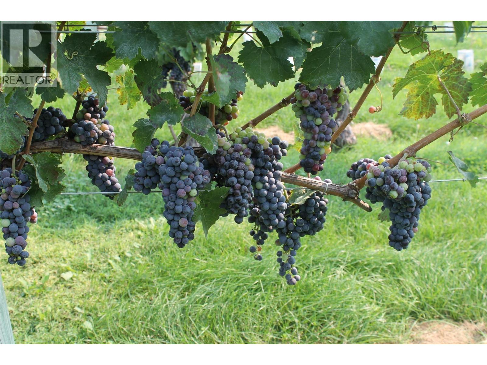 7361 Tucelnuit Drive, Oliver, British Columbia  V0H 1T2 - Photo 51 - 10378657