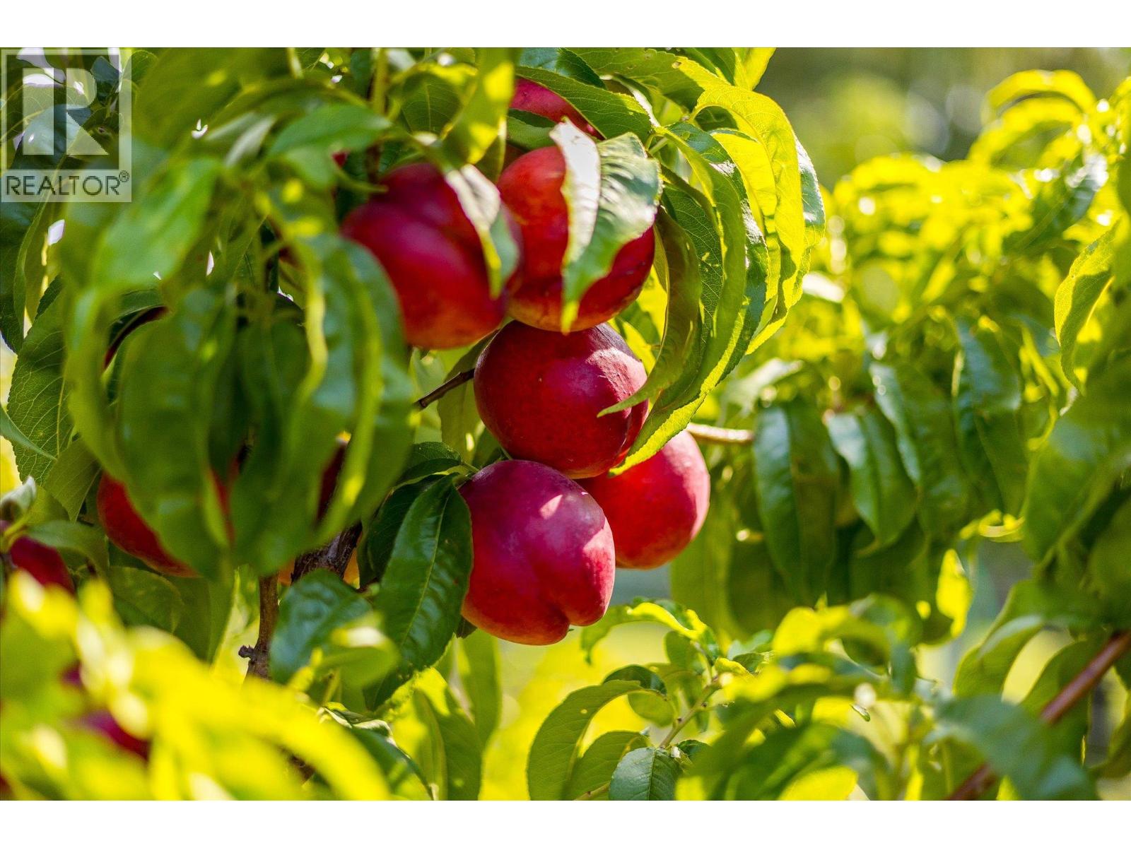 802 Coulthard Road, Cawston, British Columbia  V0X 1C2 - Photo 45 - 10381039