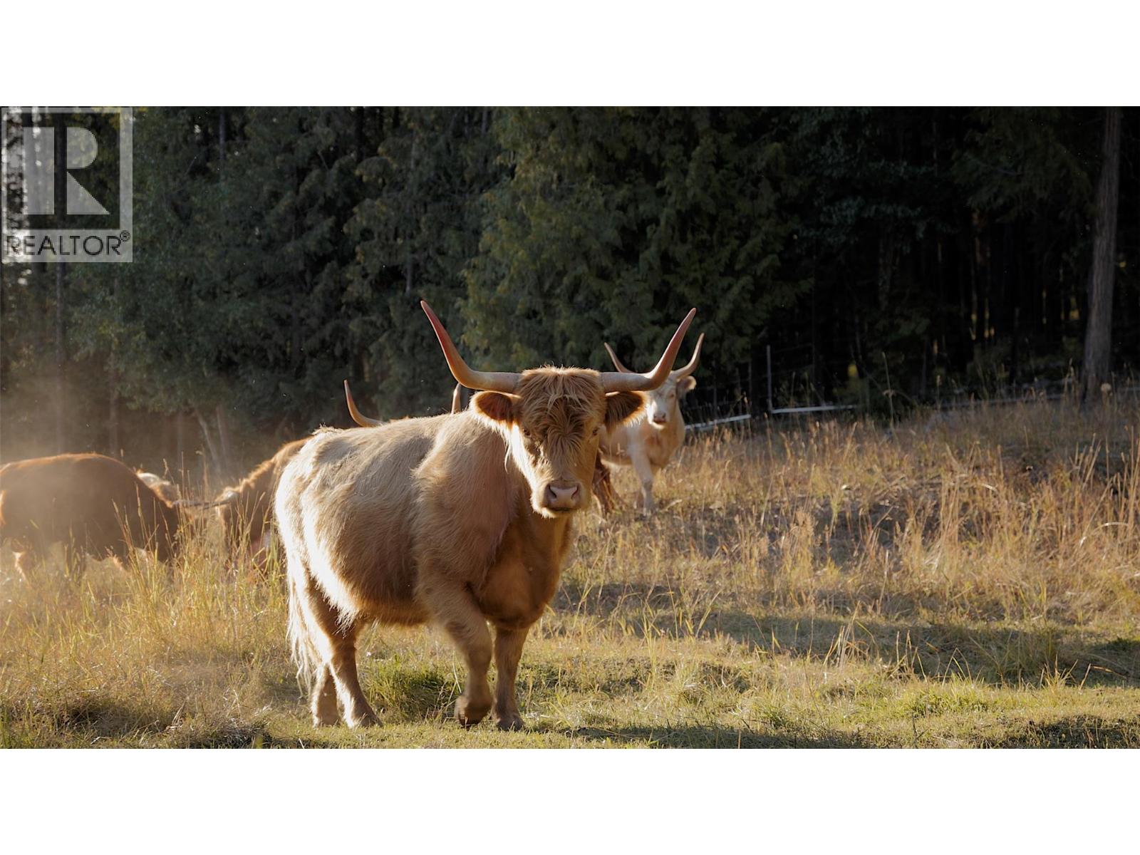 475 Bluenose Road, Coldstream, British Columbia  V1B 3E7 - Photo 6 - 10380921