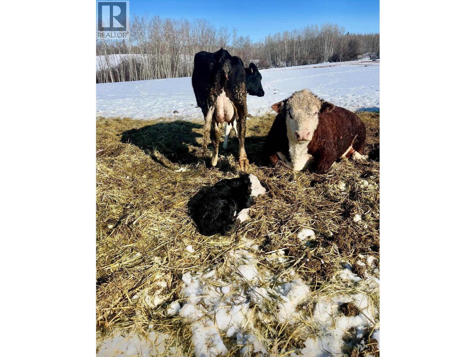 15051 Old Edmonton Highway, Dawson Creek, British Columbia  V0C 2C0 - Photo 31 - 10382418