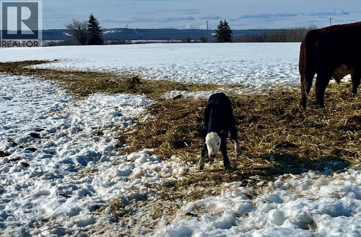 15051 Old Edmonton Highway, Dawson Creek, British Columbia  V0C 2C0 - Photo 32 - 10382418