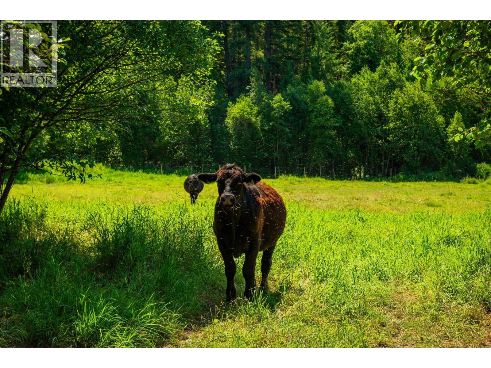 2335 Pass Creek Road, Castlegar, British Columbia  v1n 4t4 - Photo 96 - 10383434