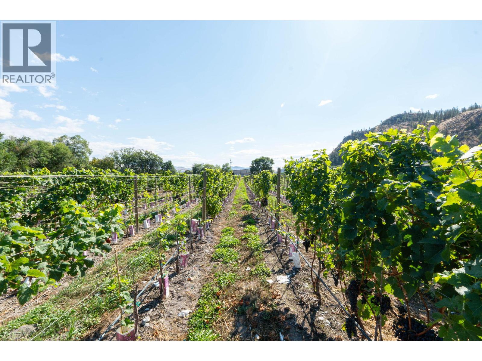 7337 Highway 97, Oliver, British Columbia  V0H 1T5 - Photo 23 - 10383870