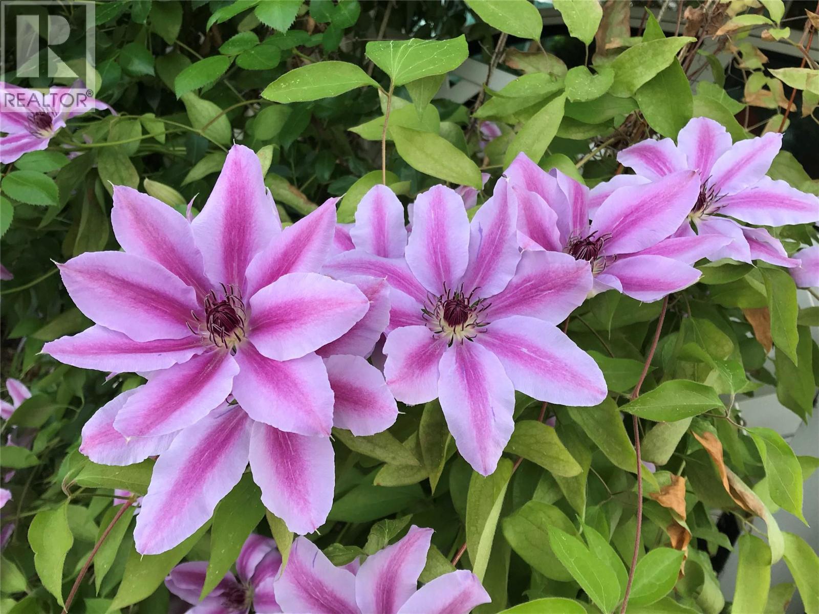 1472 Green Avenue Lane, Trail, British Columbia  V1R 4K2 - Photo 4 - 10383736