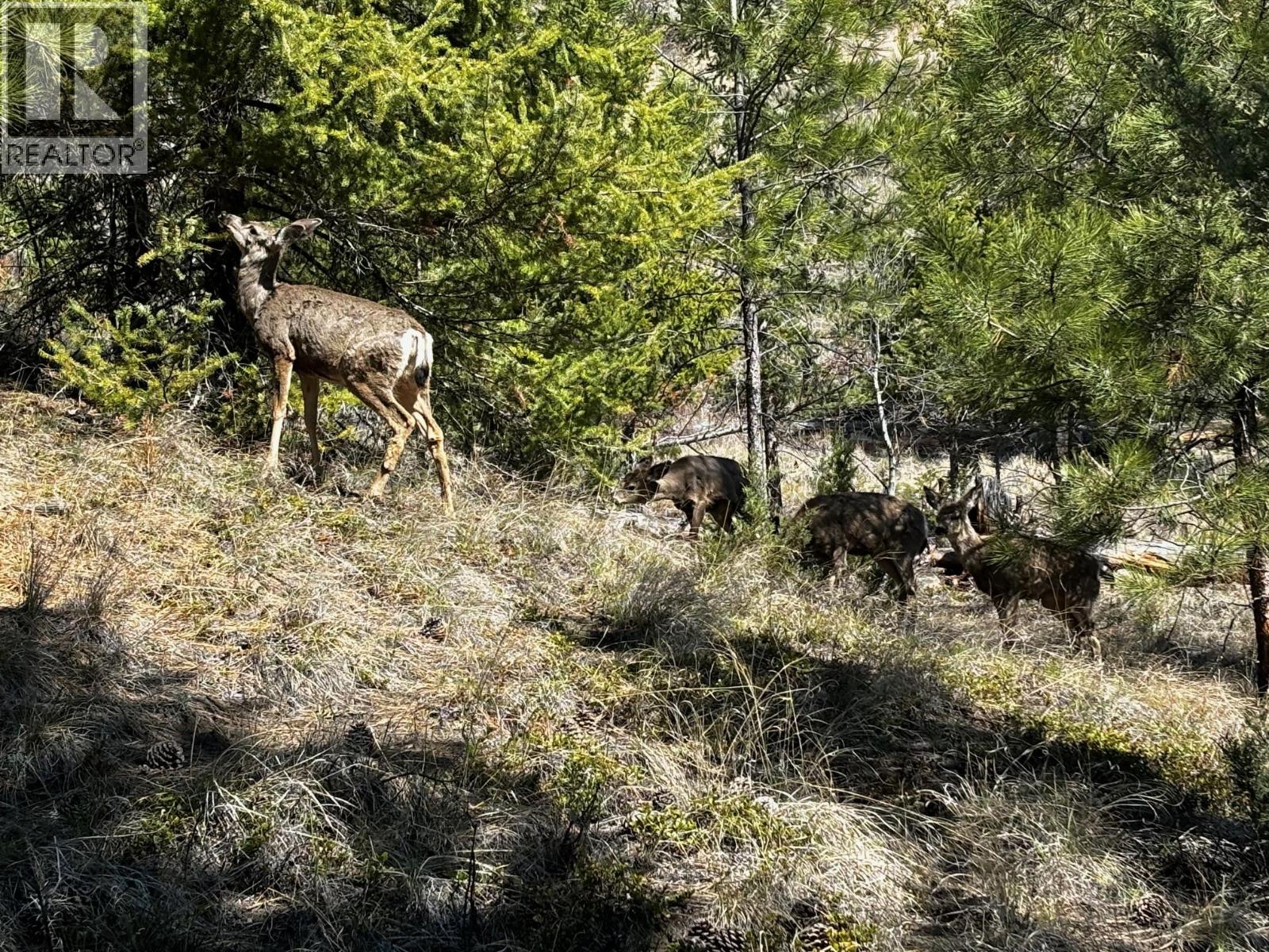 2971 Loon Lake Road, Cache Creek, British Columbia  V0K 1H0 - Photo 4 - 10384289