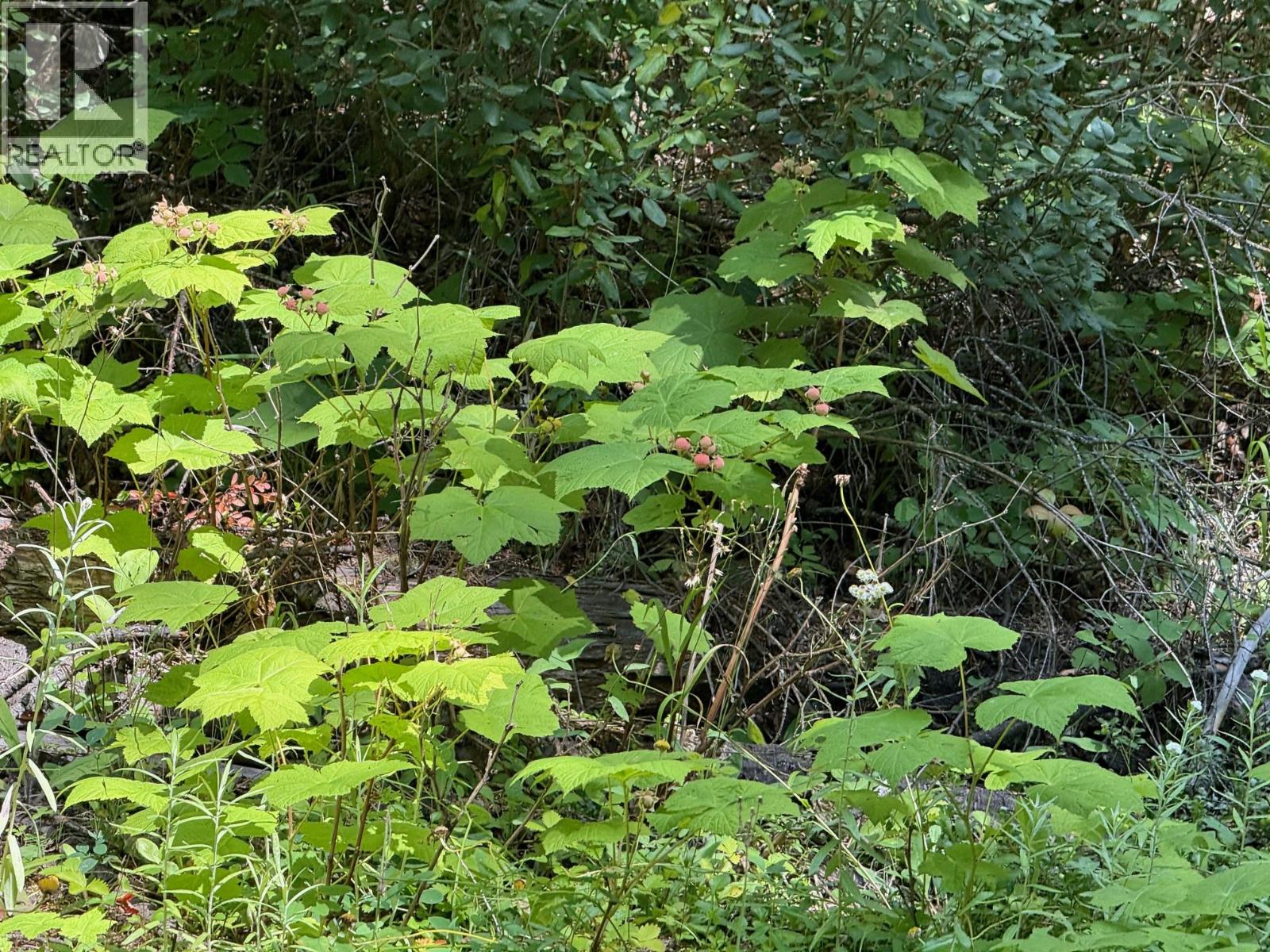 4069 East Barriere Lake Road, Barriere, British Columbia  V0E 1E0 - Photo 5 - 10384530