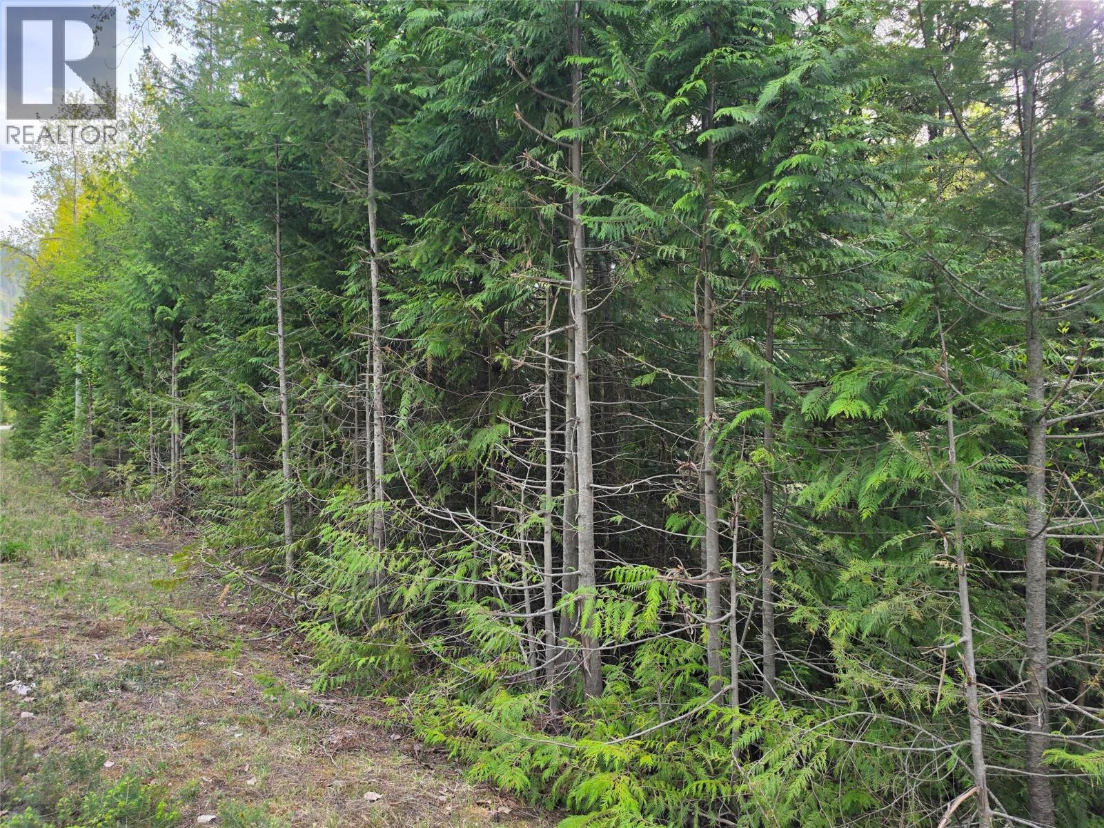 6 Highway, Slocan, British Columbia  V0G 2C0 - Photo 6 - 10385981