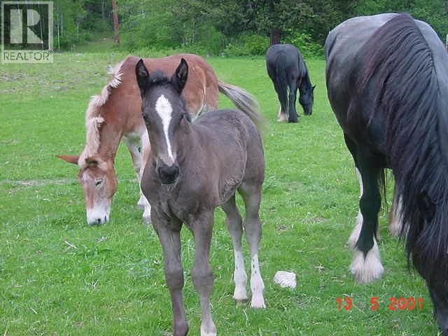 6302 Marsden Road, Nelson, British Columbia  V1L 6X9 - Photo 93 - 10387708