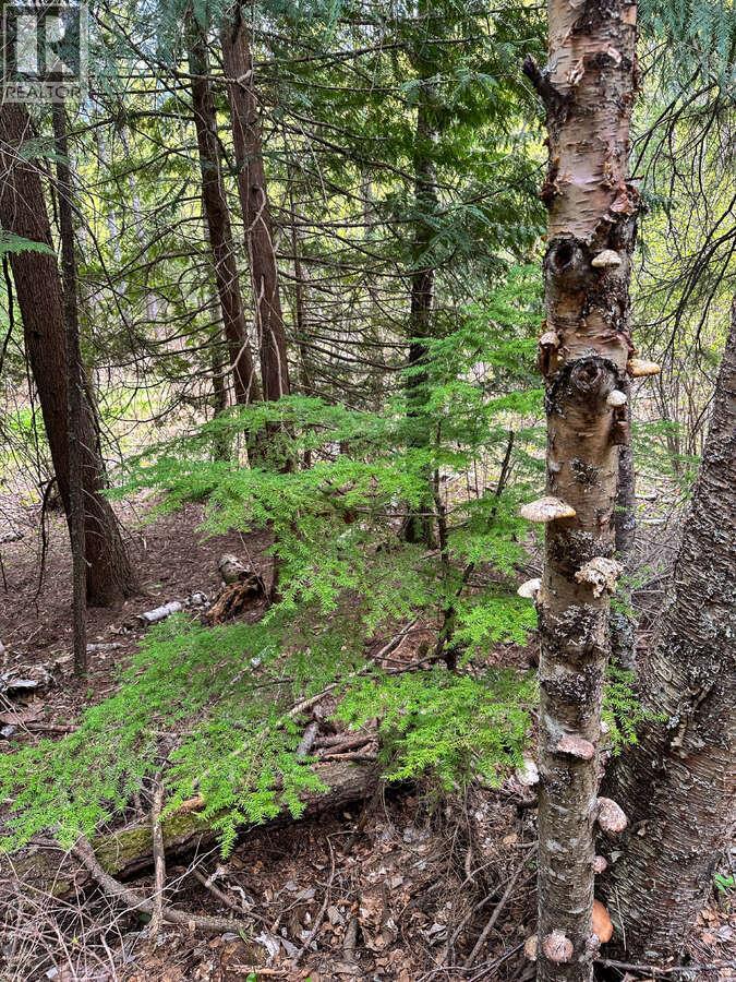 Highway 6 Lot# 2, Passmore, British Columbia  V0G 2E0 - Photo 29 - 10389551