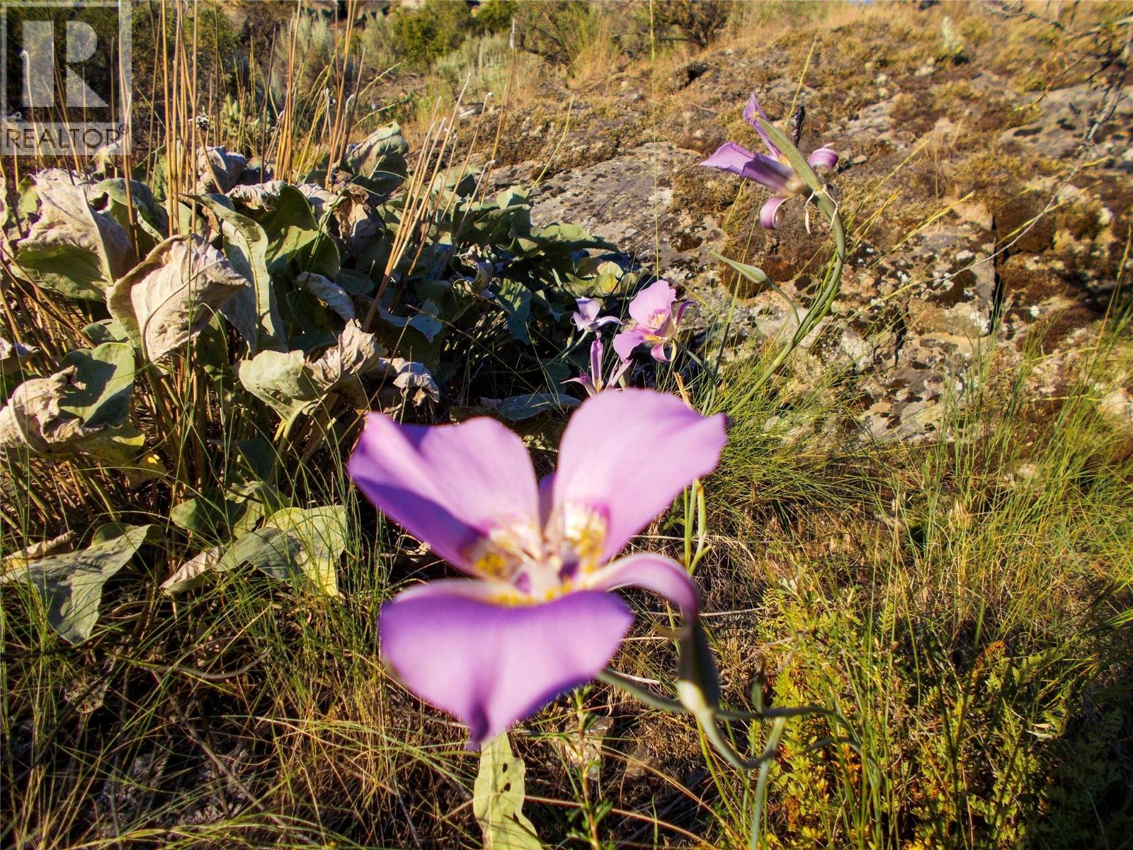 1345 3 Highway, Osoyoos, British Columbia  V0H 1V6 - Photo 17 - 10390677