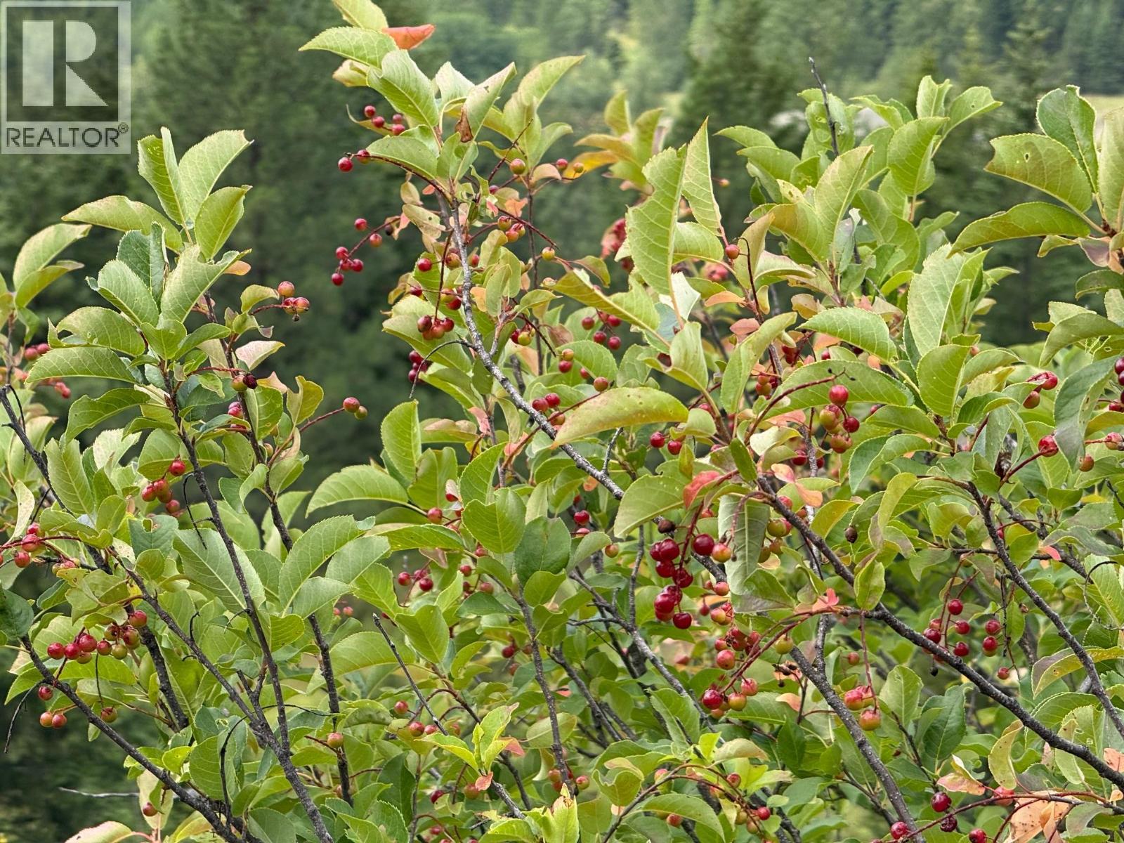 Lot 2 Gordon Creek Road, Barriere, British Columbia  V0E 1E0 - Photo 13 - 10391274