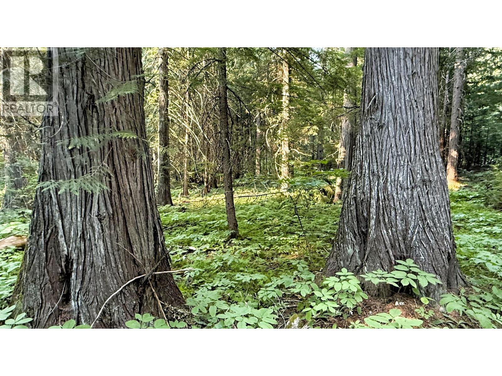 15370 Highway 31 Highway, Poplar Creek, British Columbia  V0G 1N0 - Photo 21 - 10400877